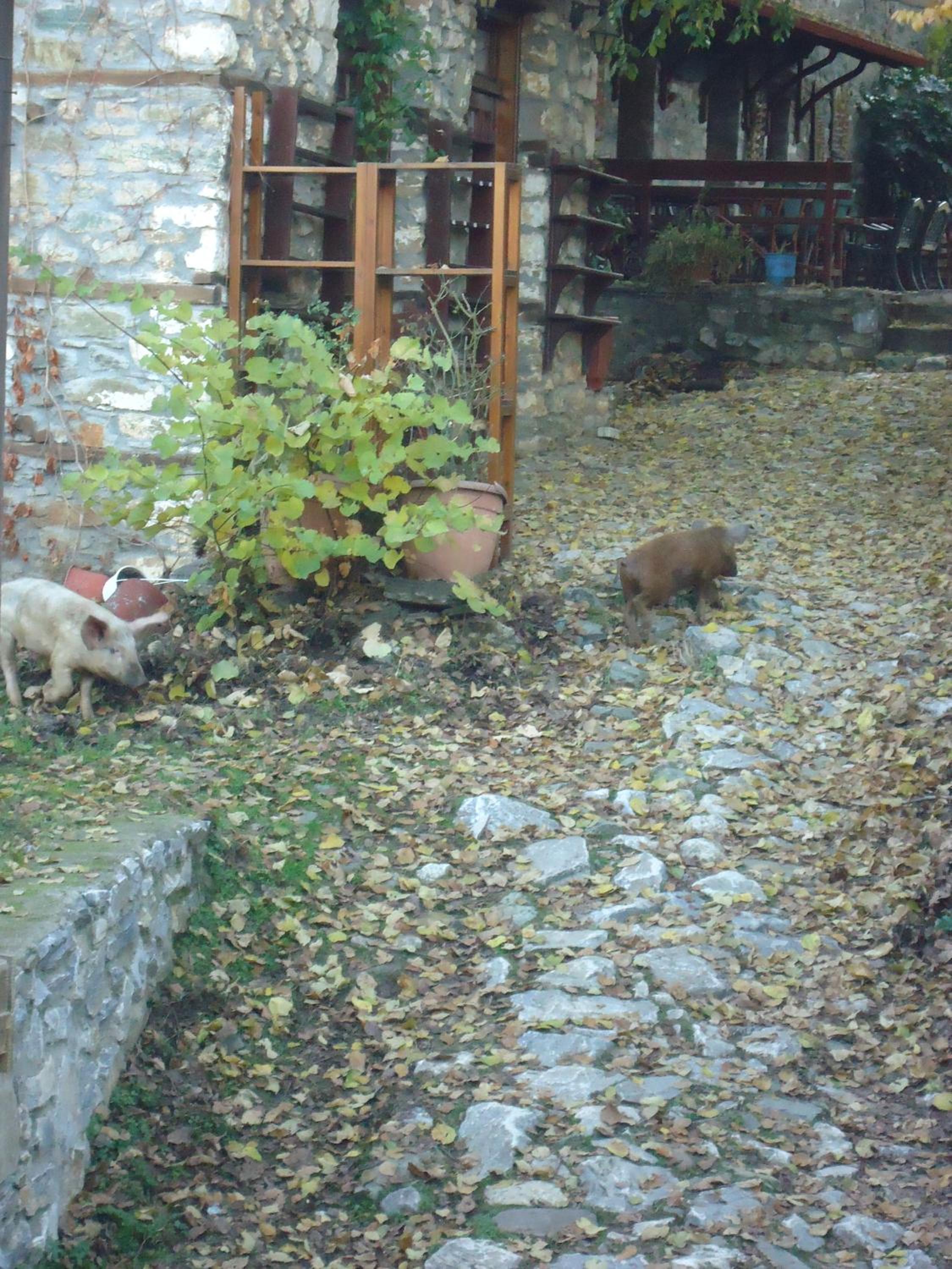 Photo 31