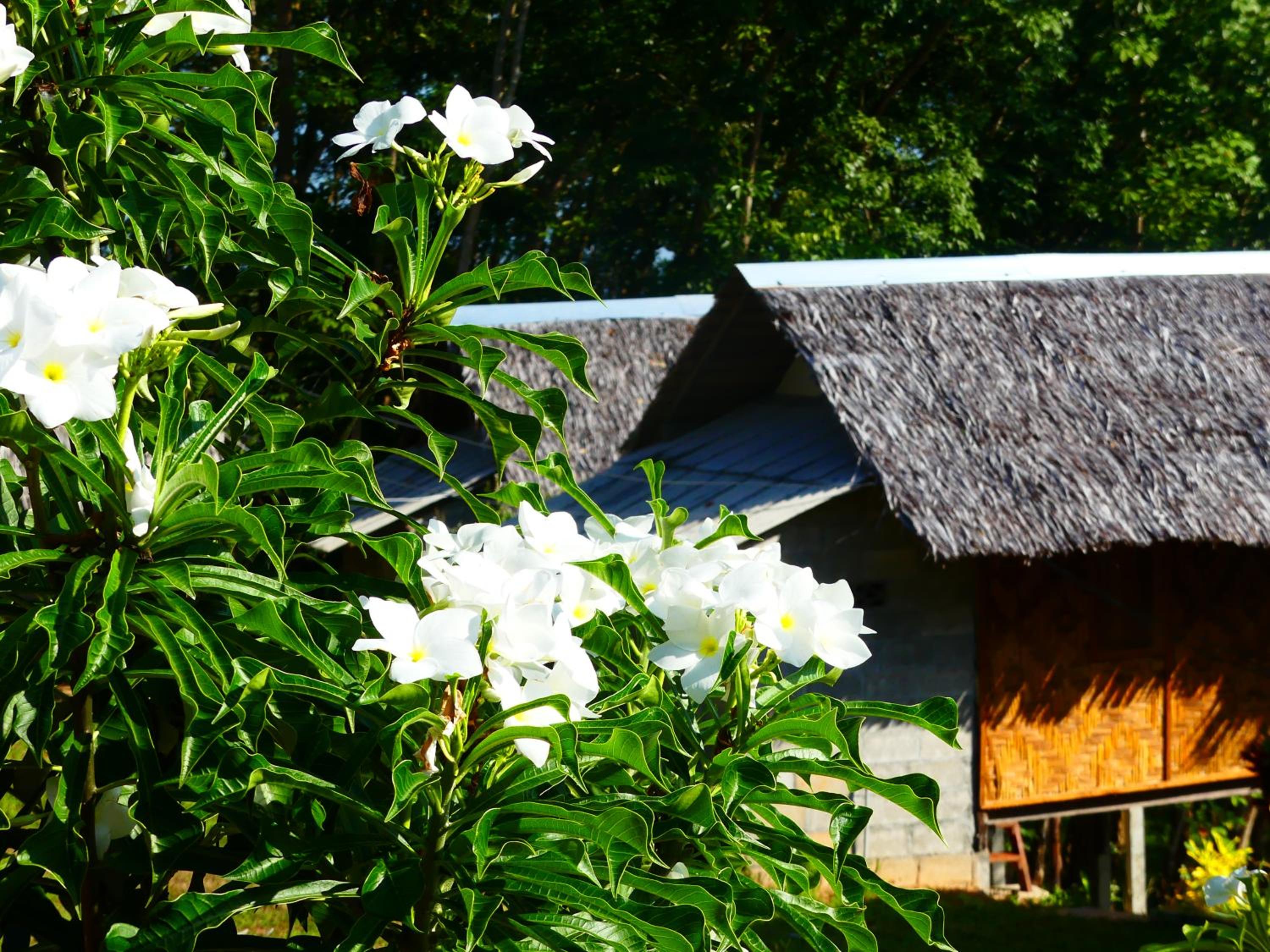 Good Morning Bungalow