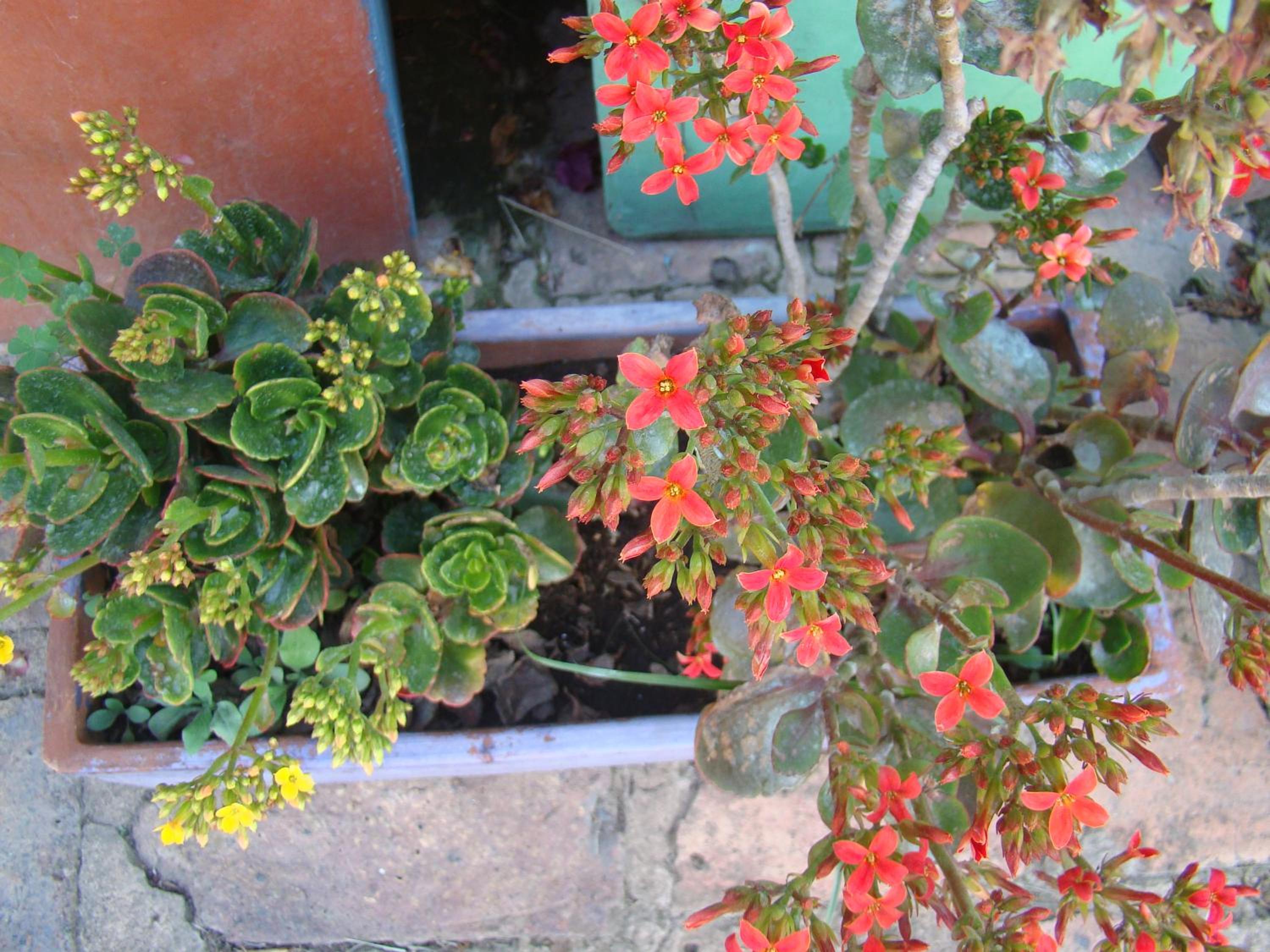 El Hayuelo Ecolodge