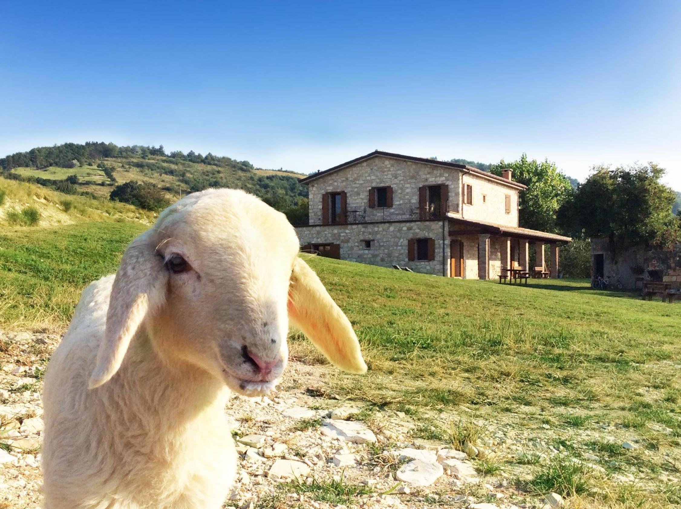 Fattoria Bio L'A Ceccoli view 3