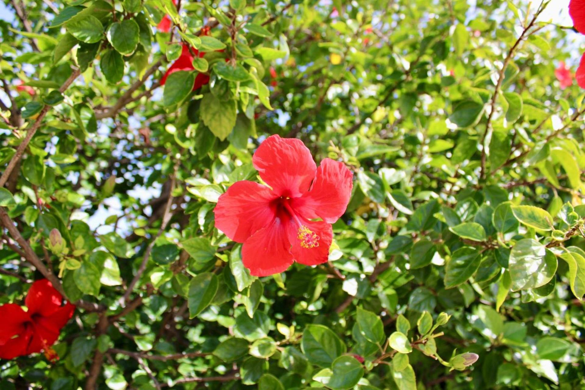 Photo 40
