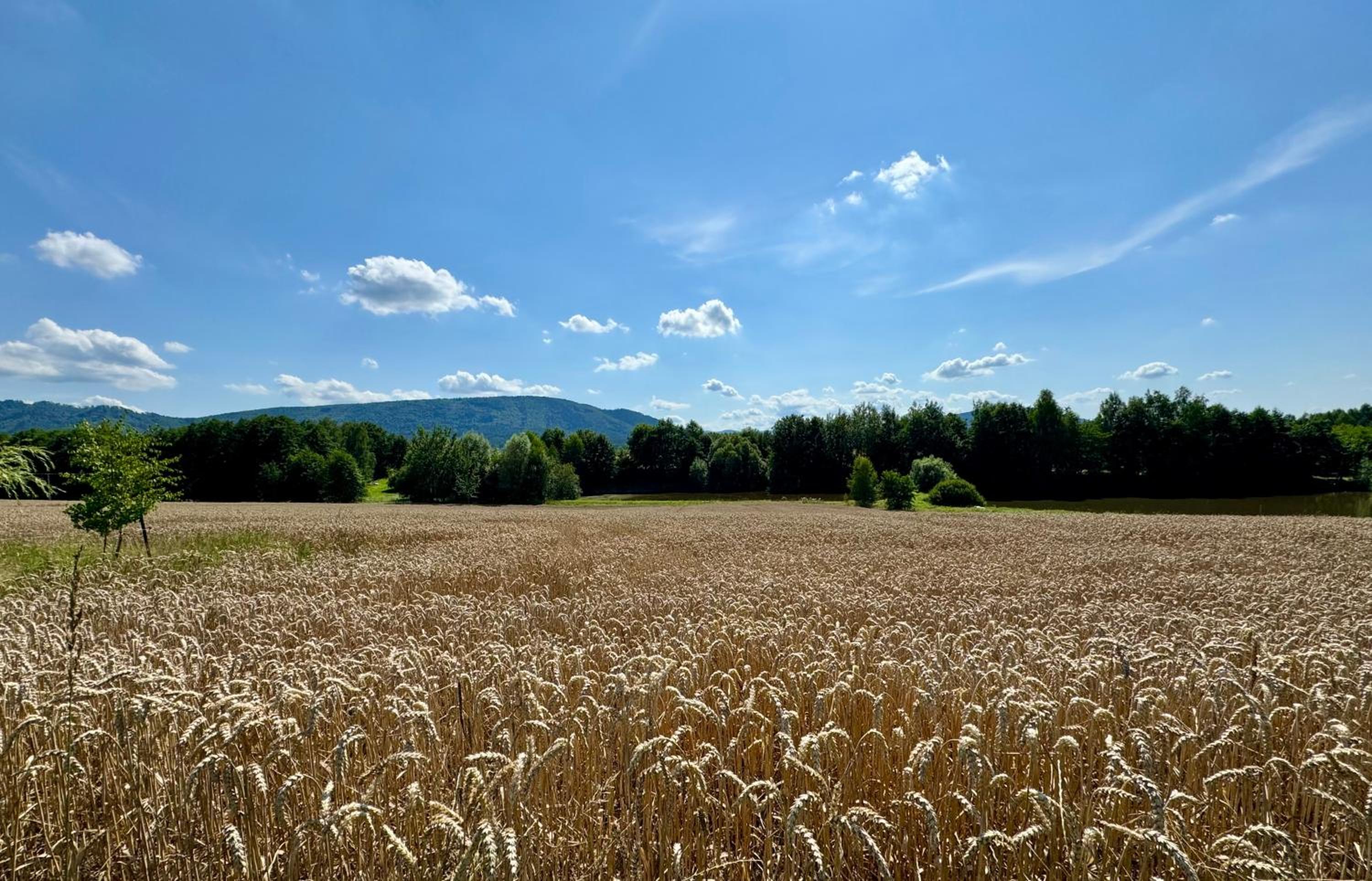 Zaczarowane Wzgórze - Domek w Beskidach