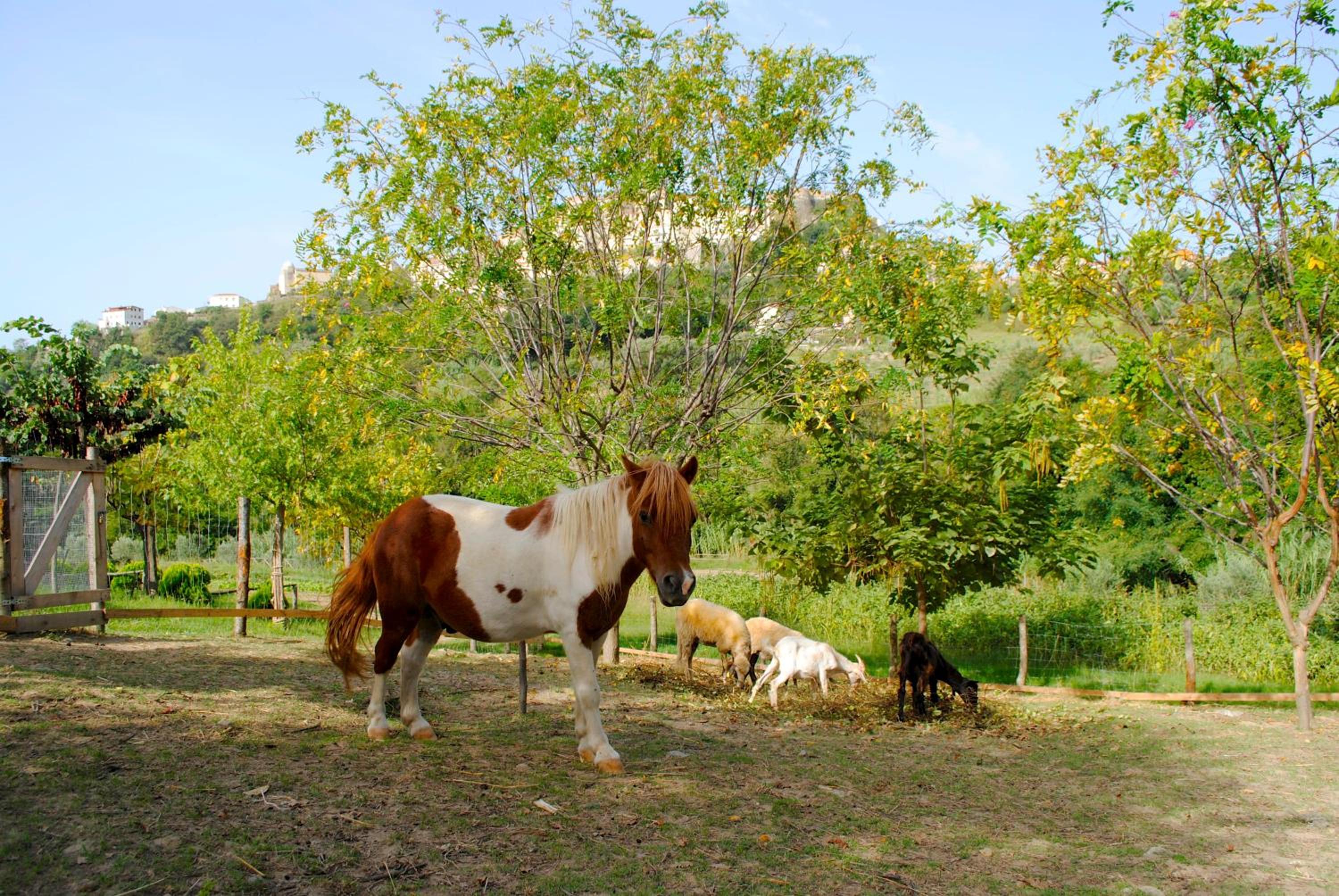 Agriturismo L'Arca di Anna Brambilla