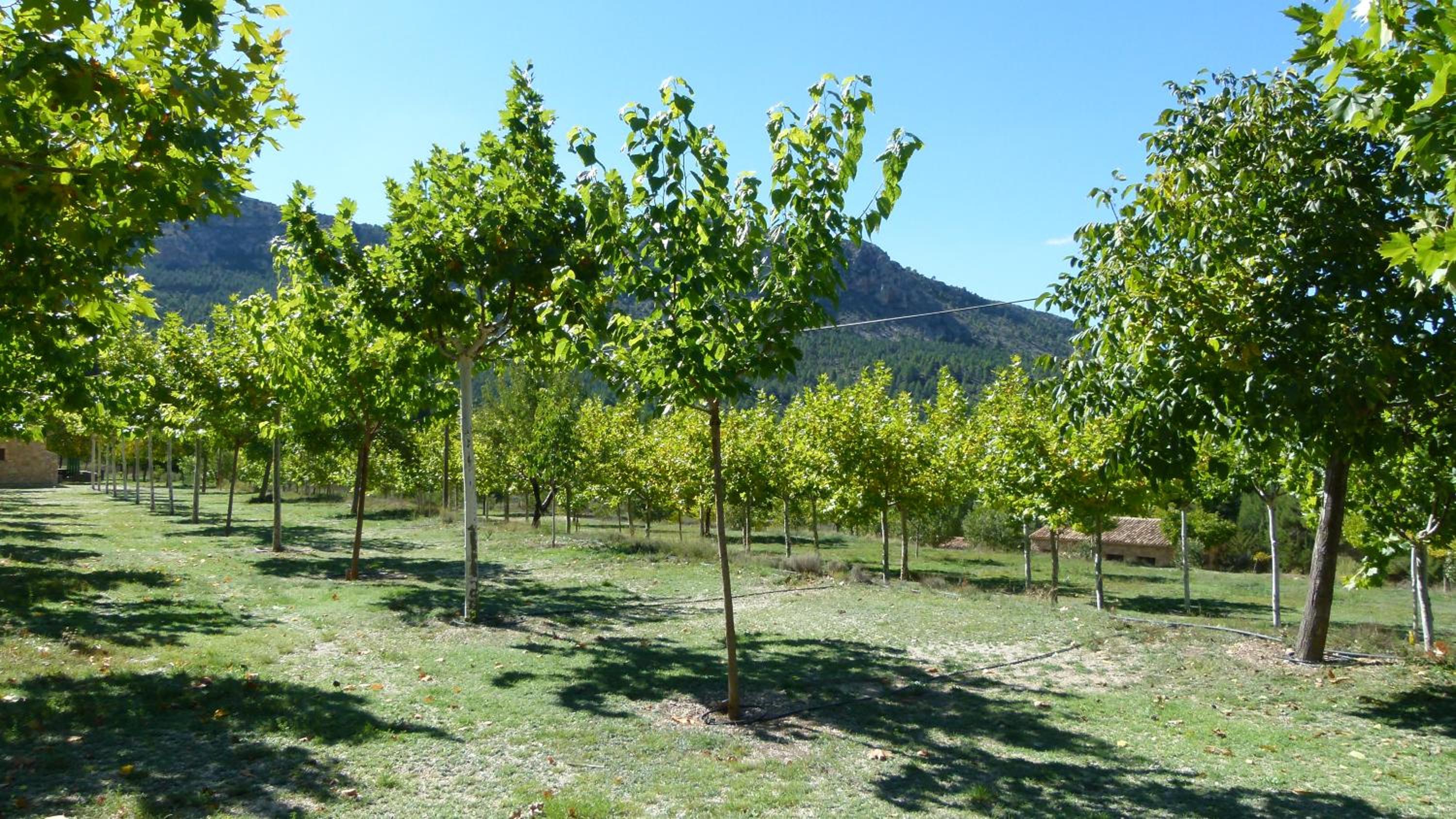 Cortijo Covaroca