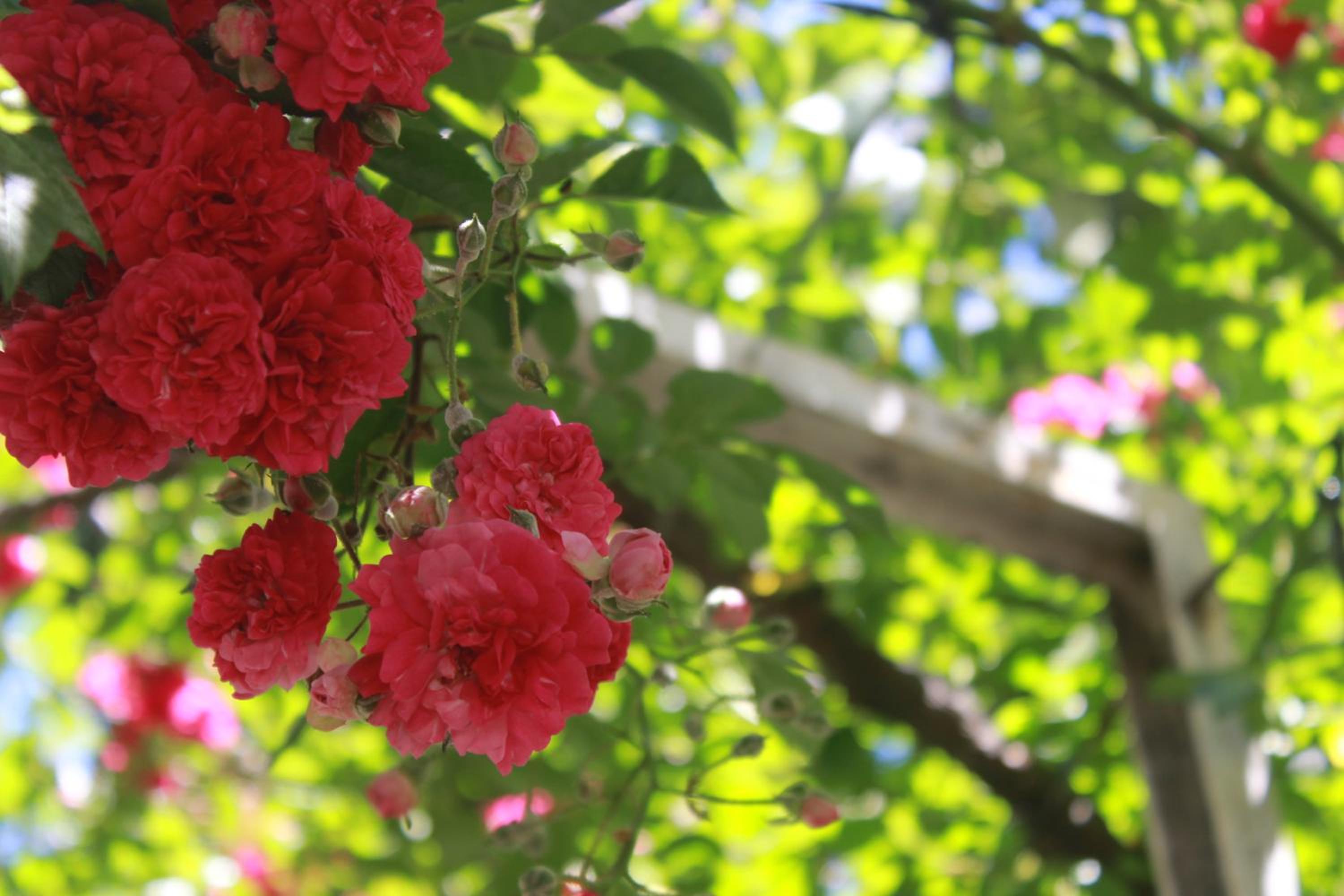 Apart Rose Garden