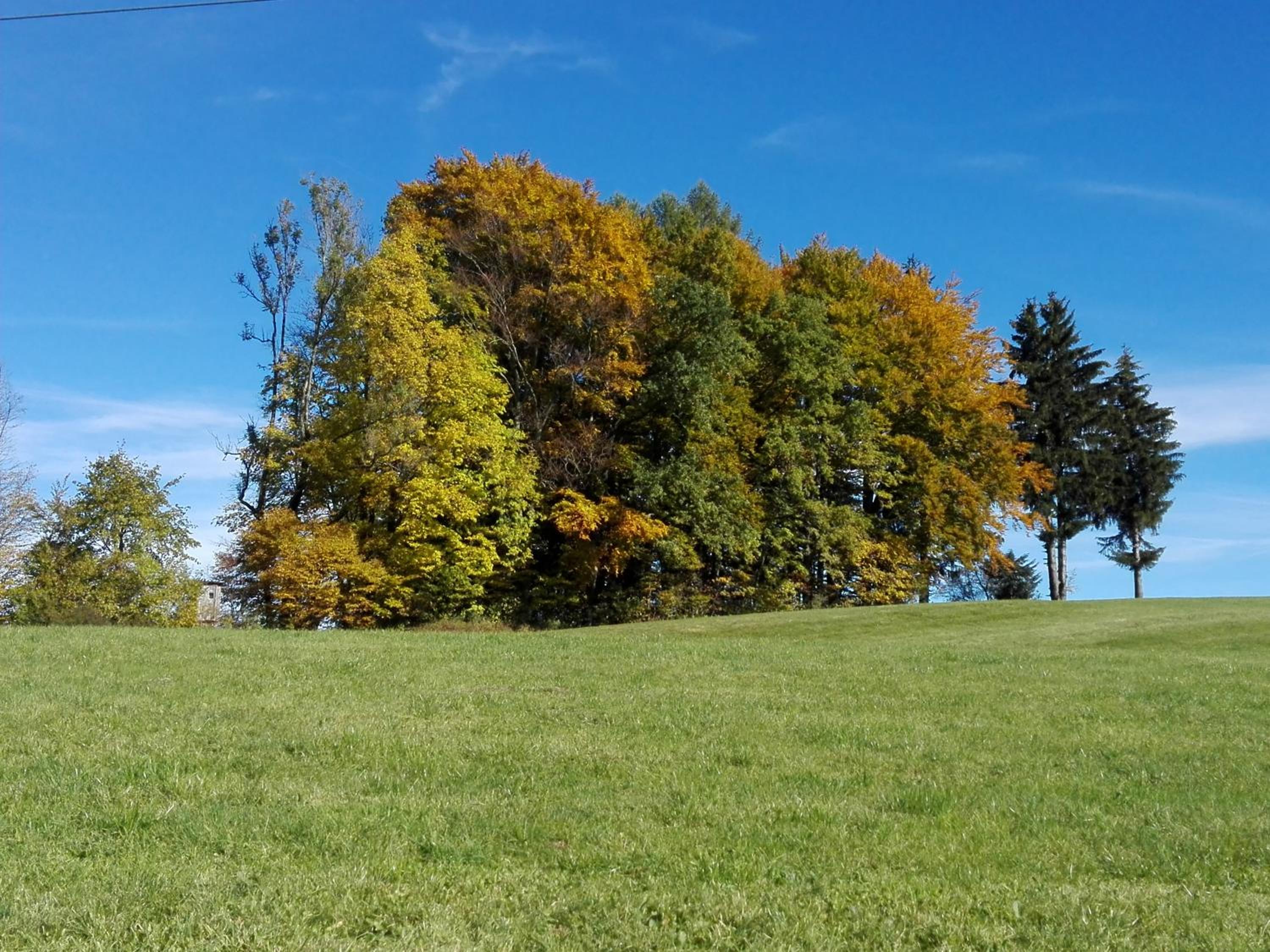 Schusterbauer
