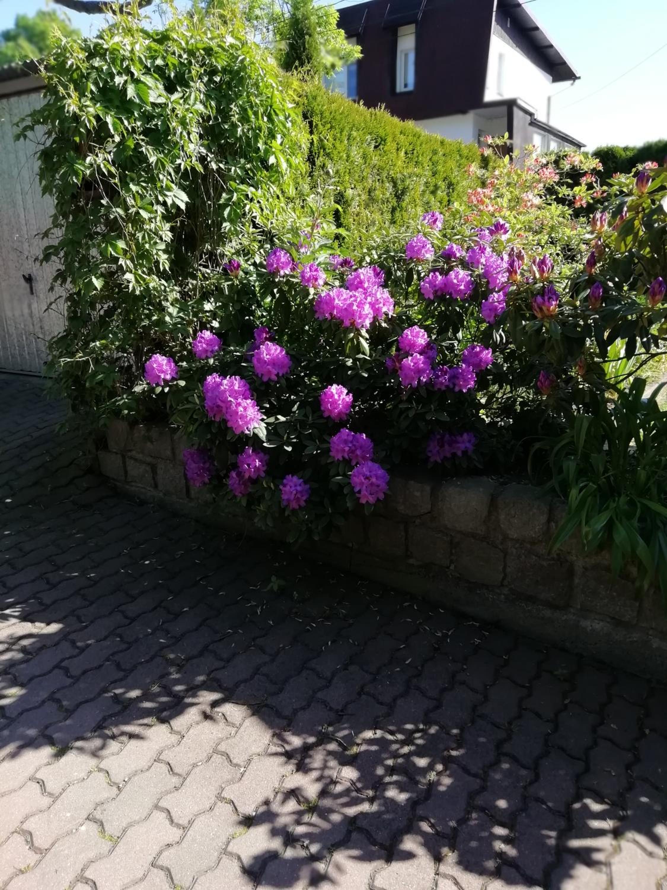 Photo 37