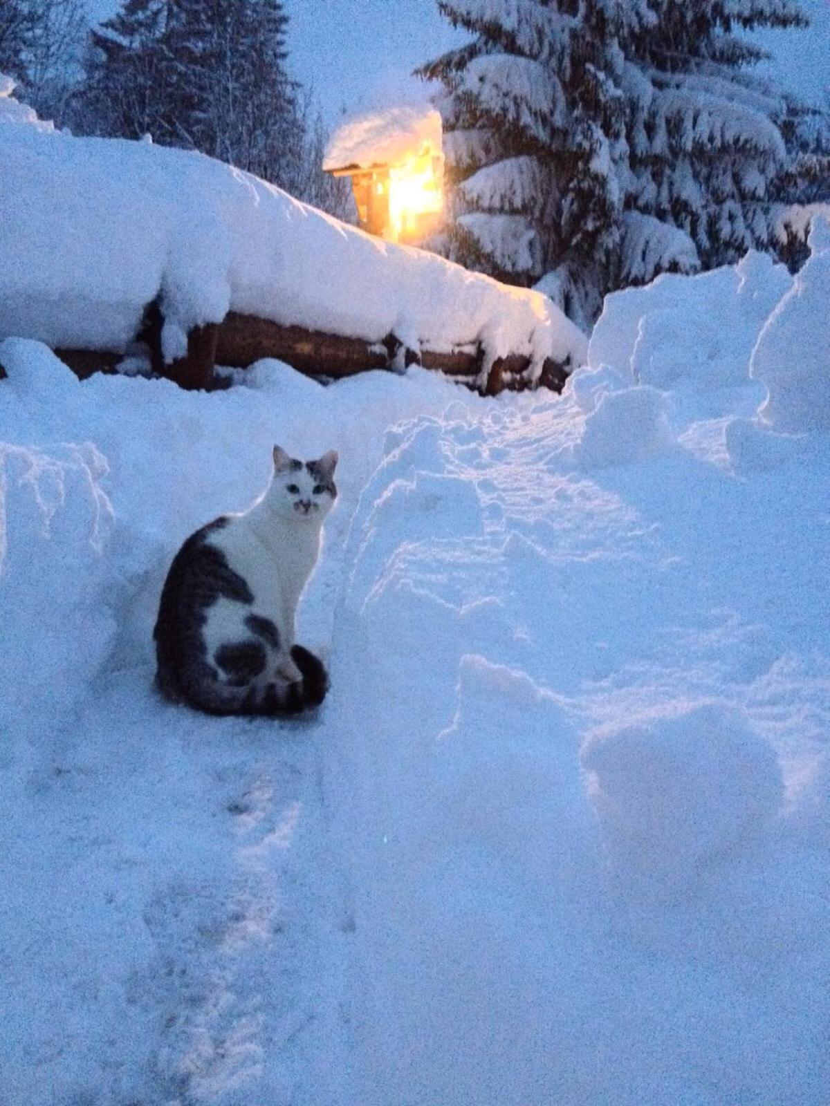 La Lince Lodge