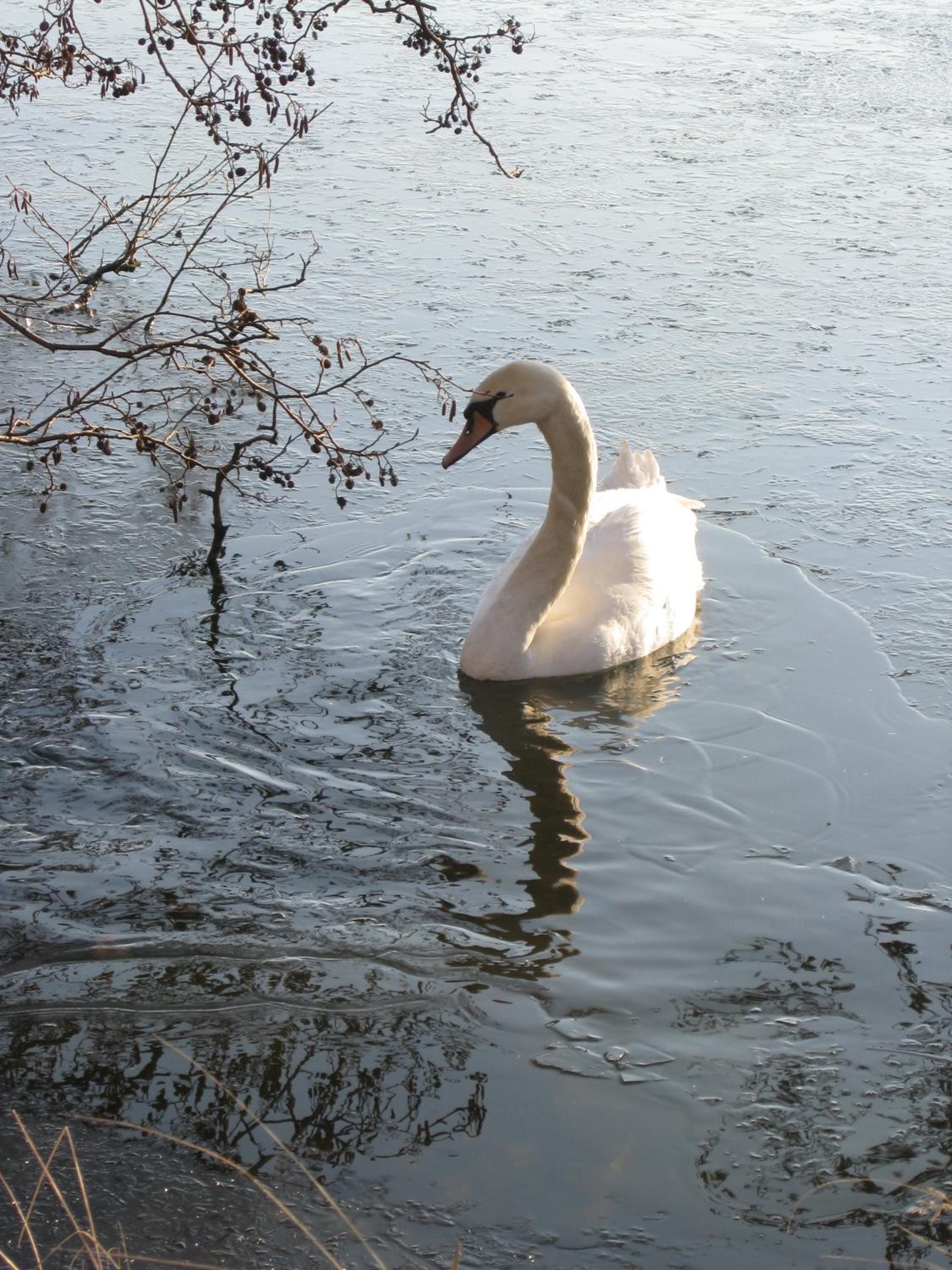 Photo 46