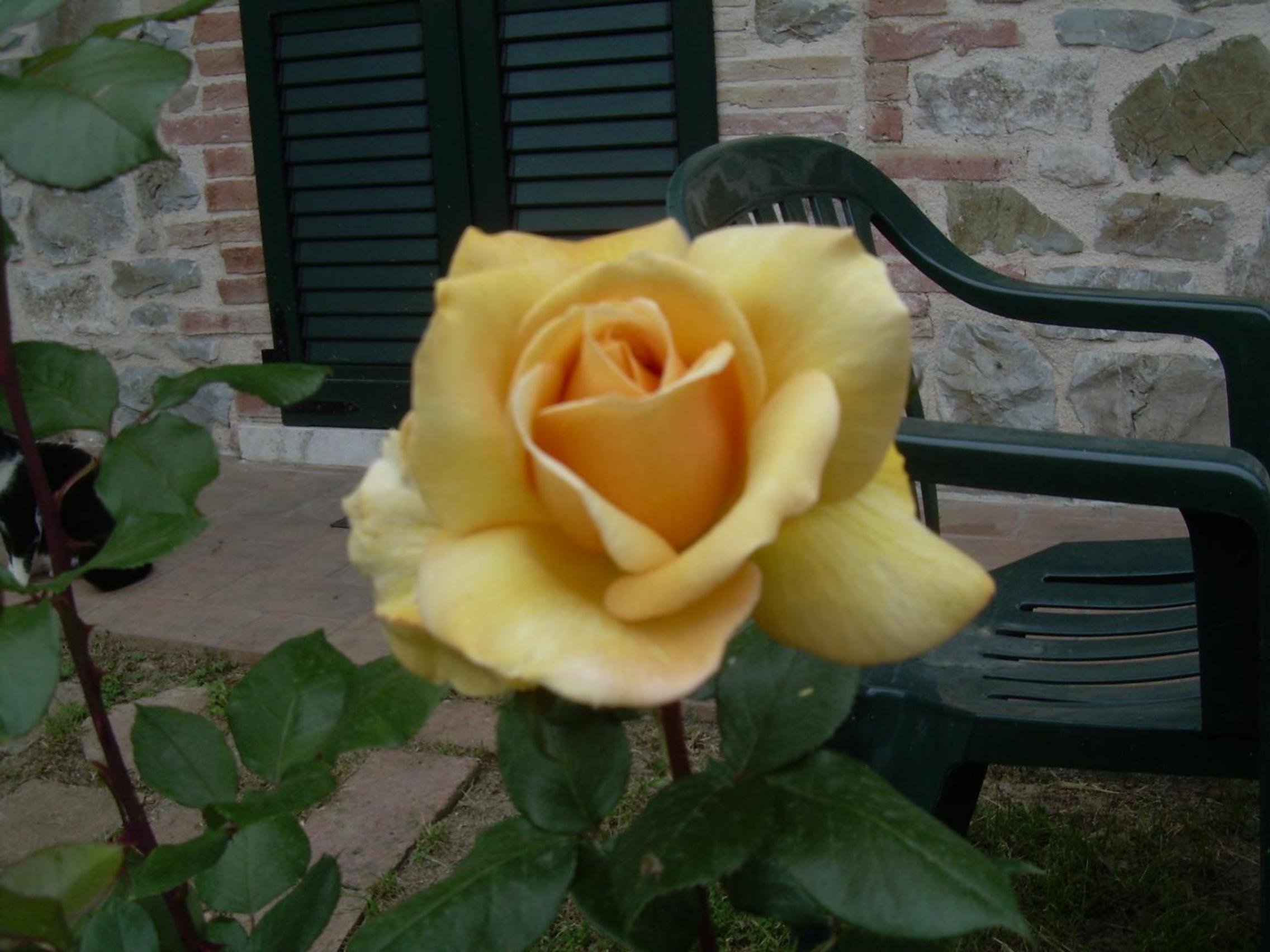 Photo 51