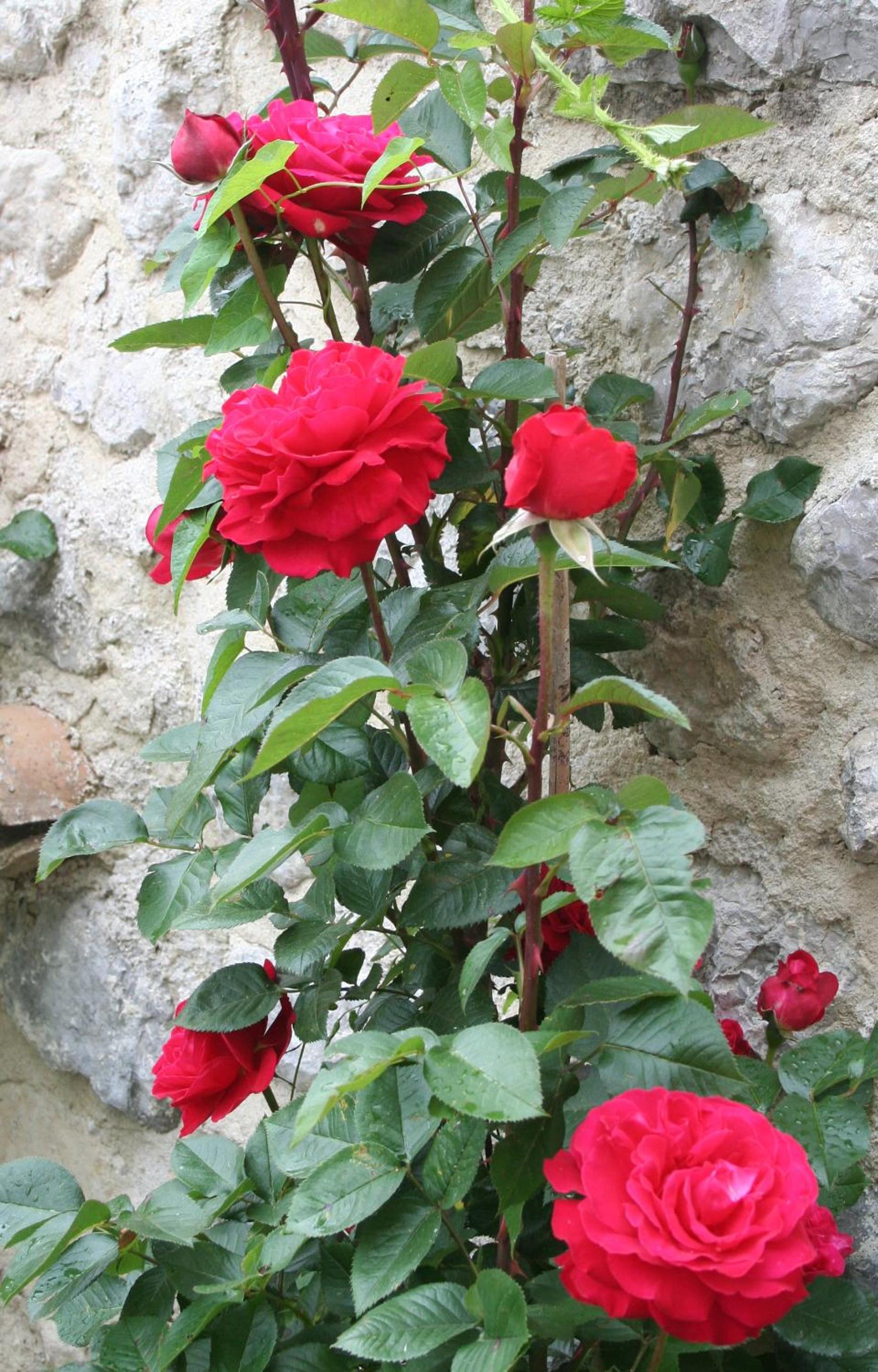 Photo 43