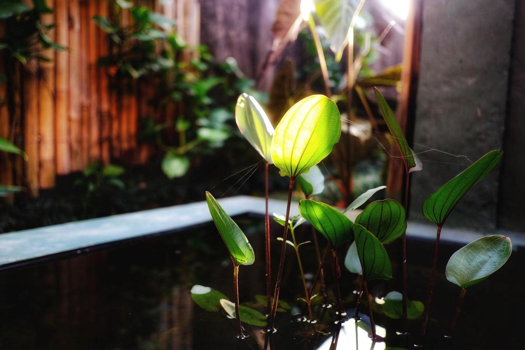 Kubu Damai Guest House