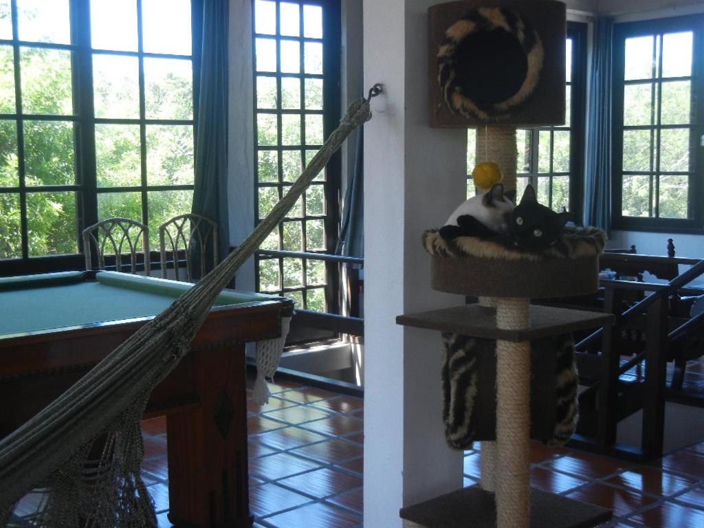 The Cats' House