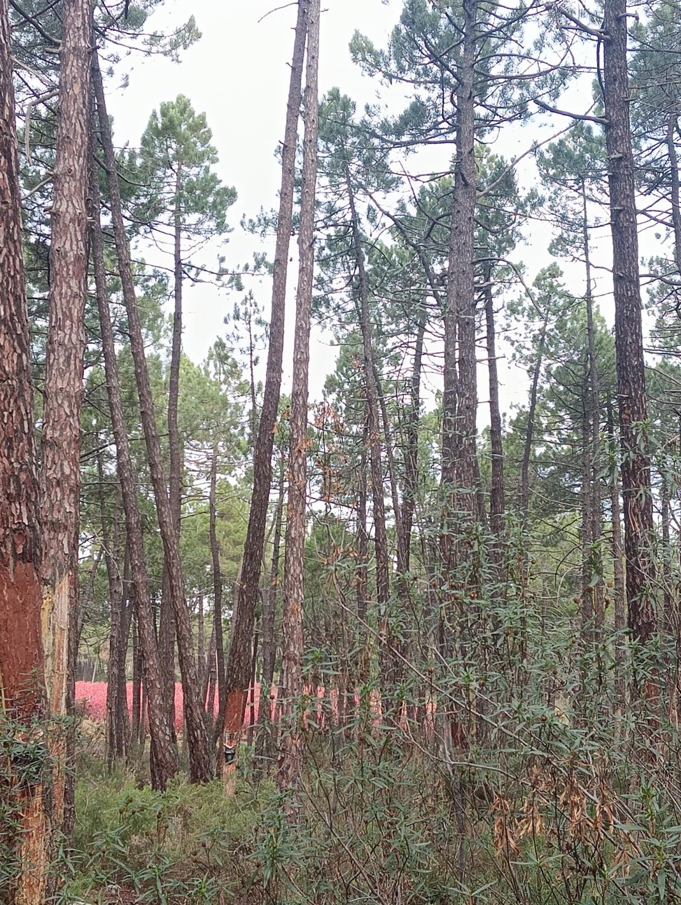 Alojamientos Rurales El Rincón del Pico
