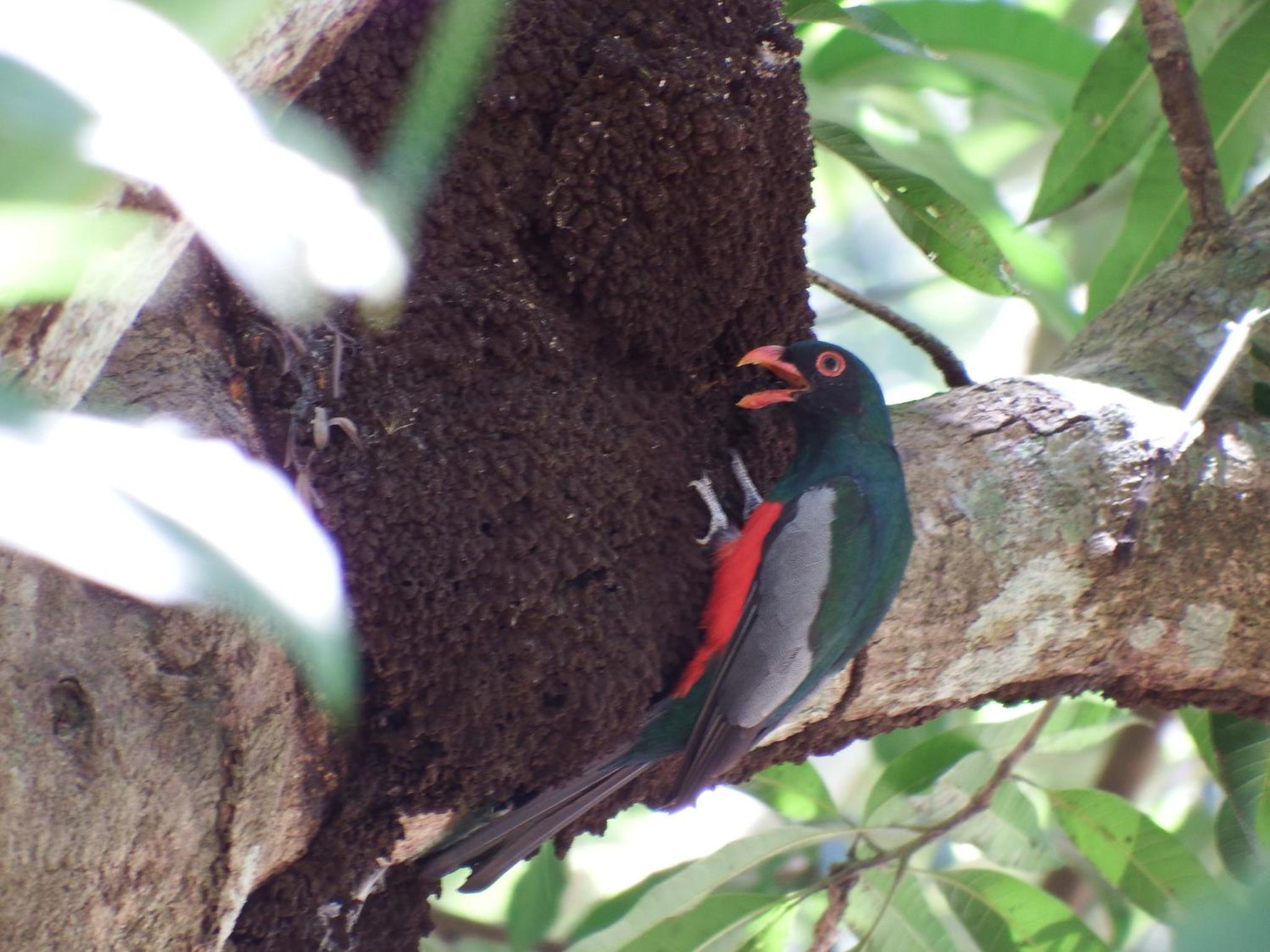 Selva Color - Forest & Beach EcoLodge