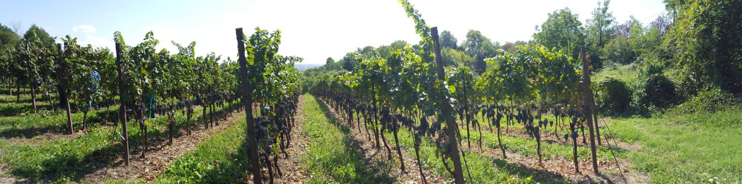 Agriturismo Marco