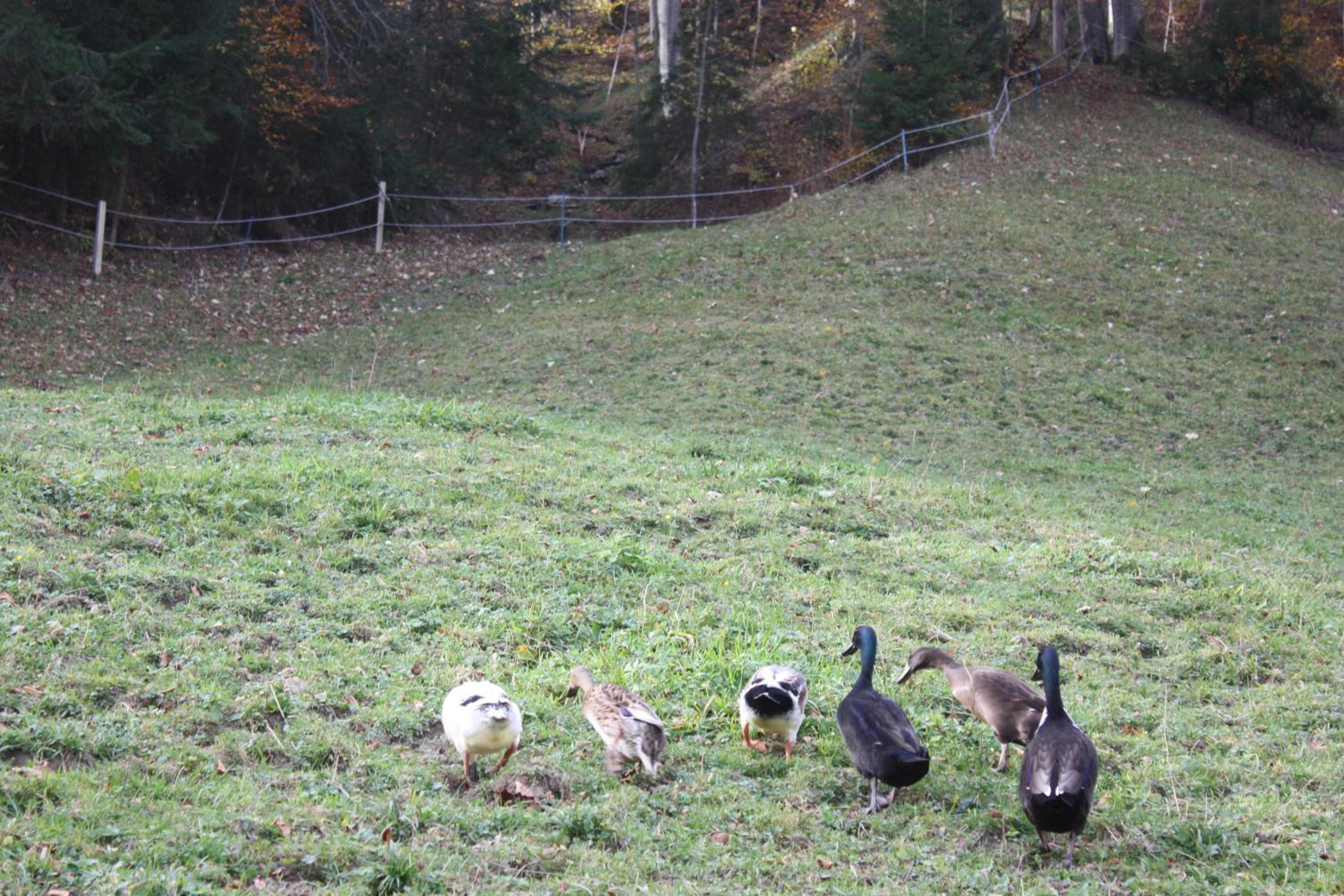 Alpenferienwohnungen Wiesenlehen