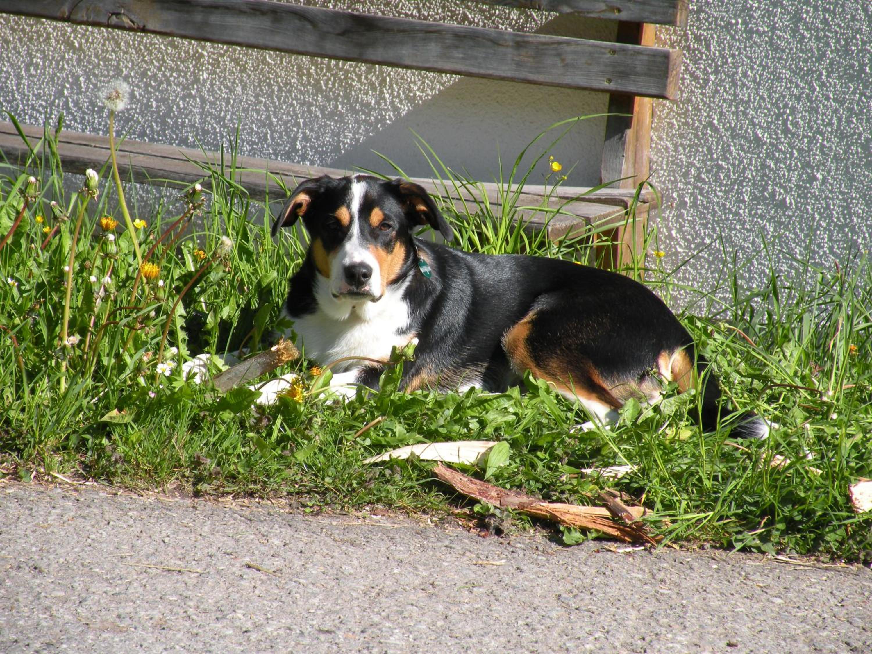 Haus Simma
