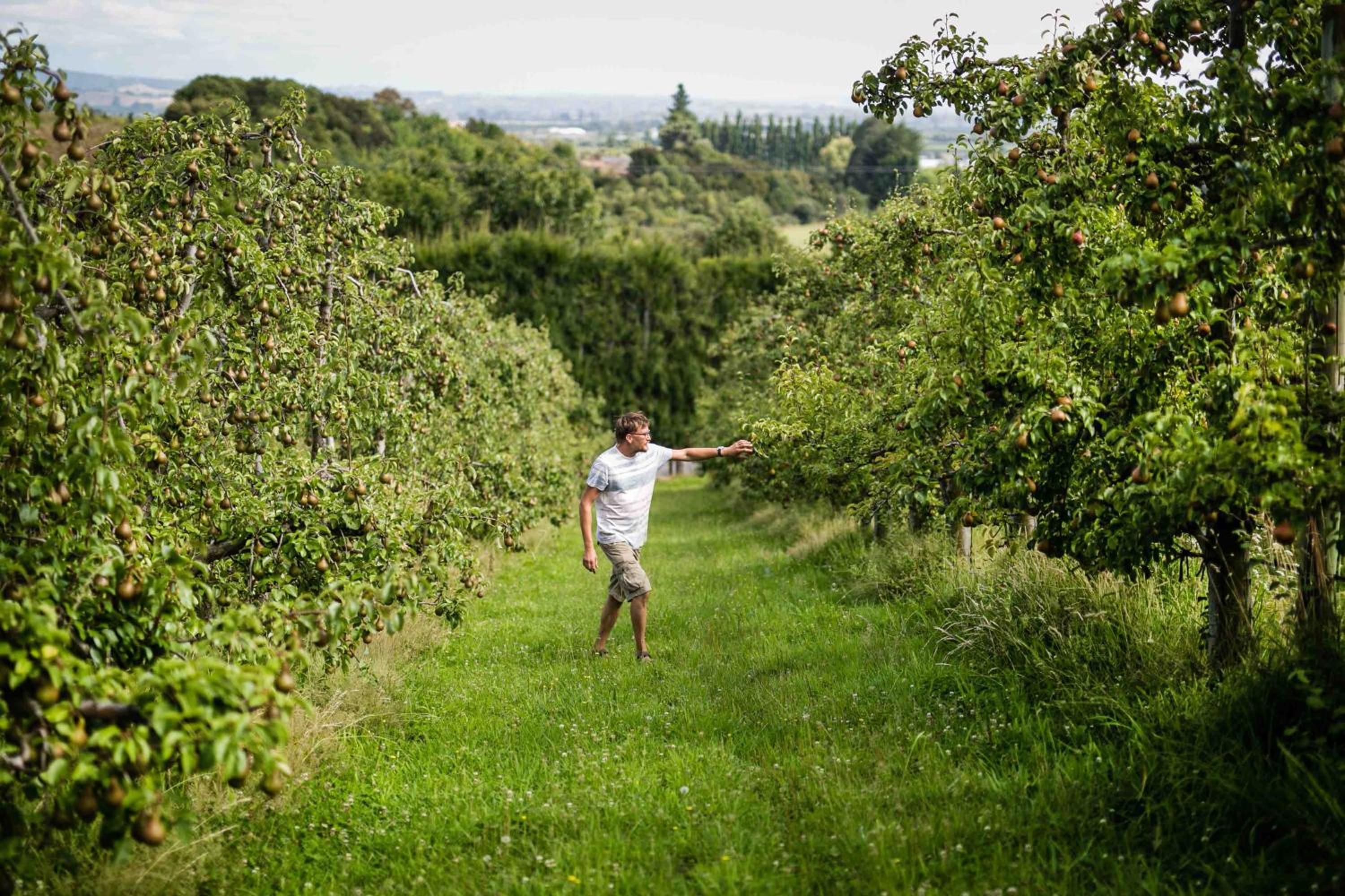 The Pear Orchard Lodge