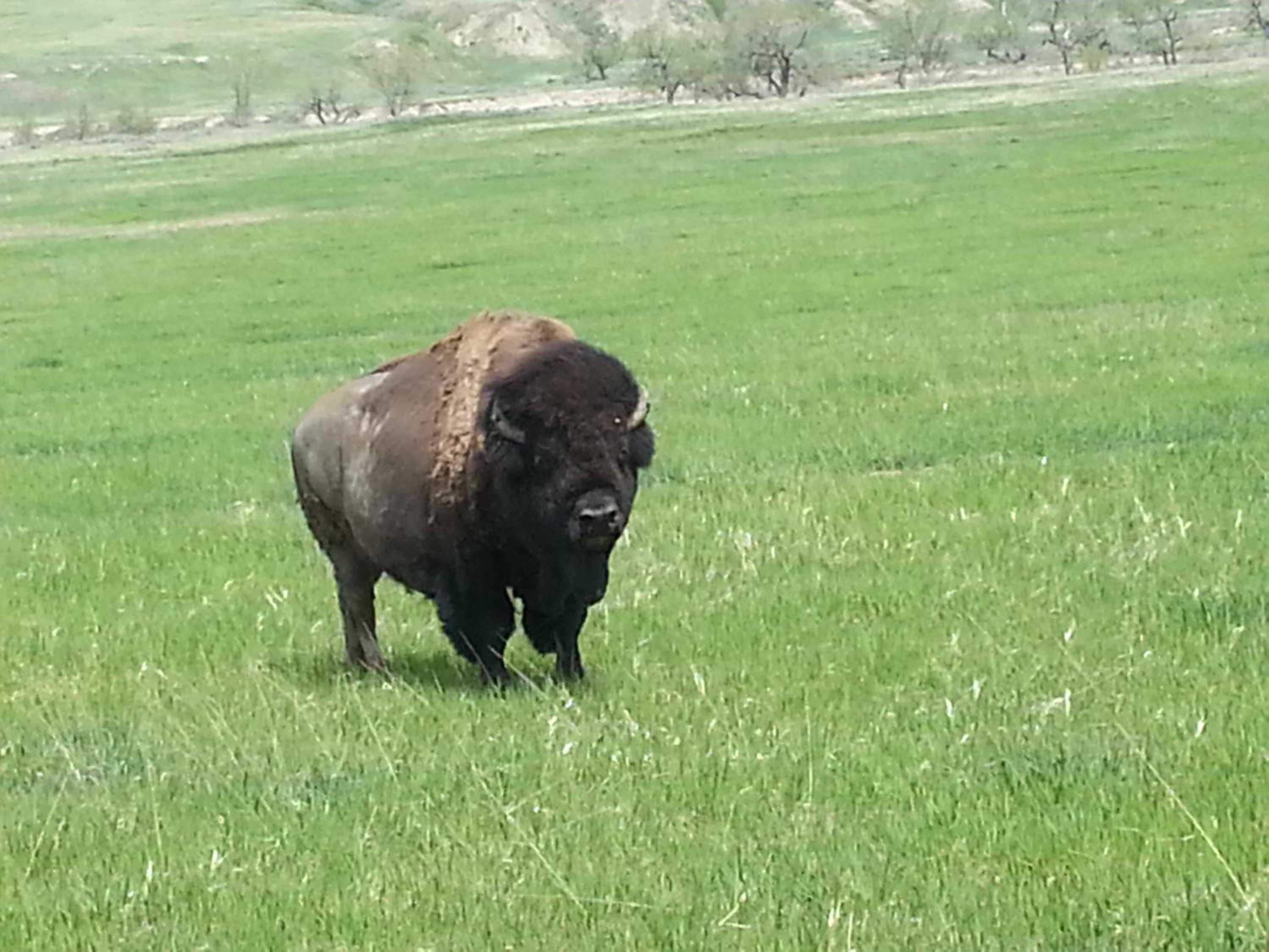 Badlands Hotel & Campground