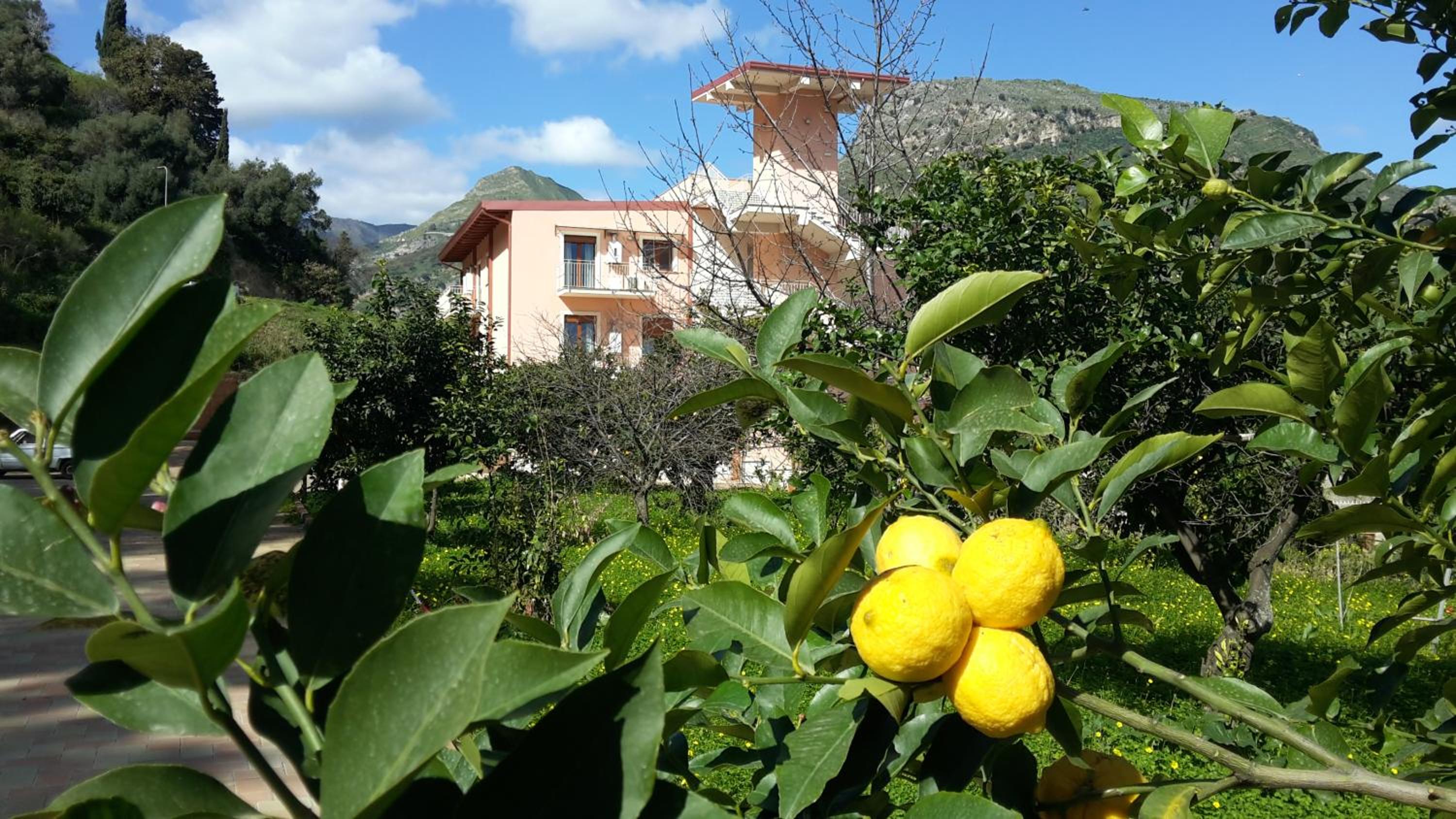garden