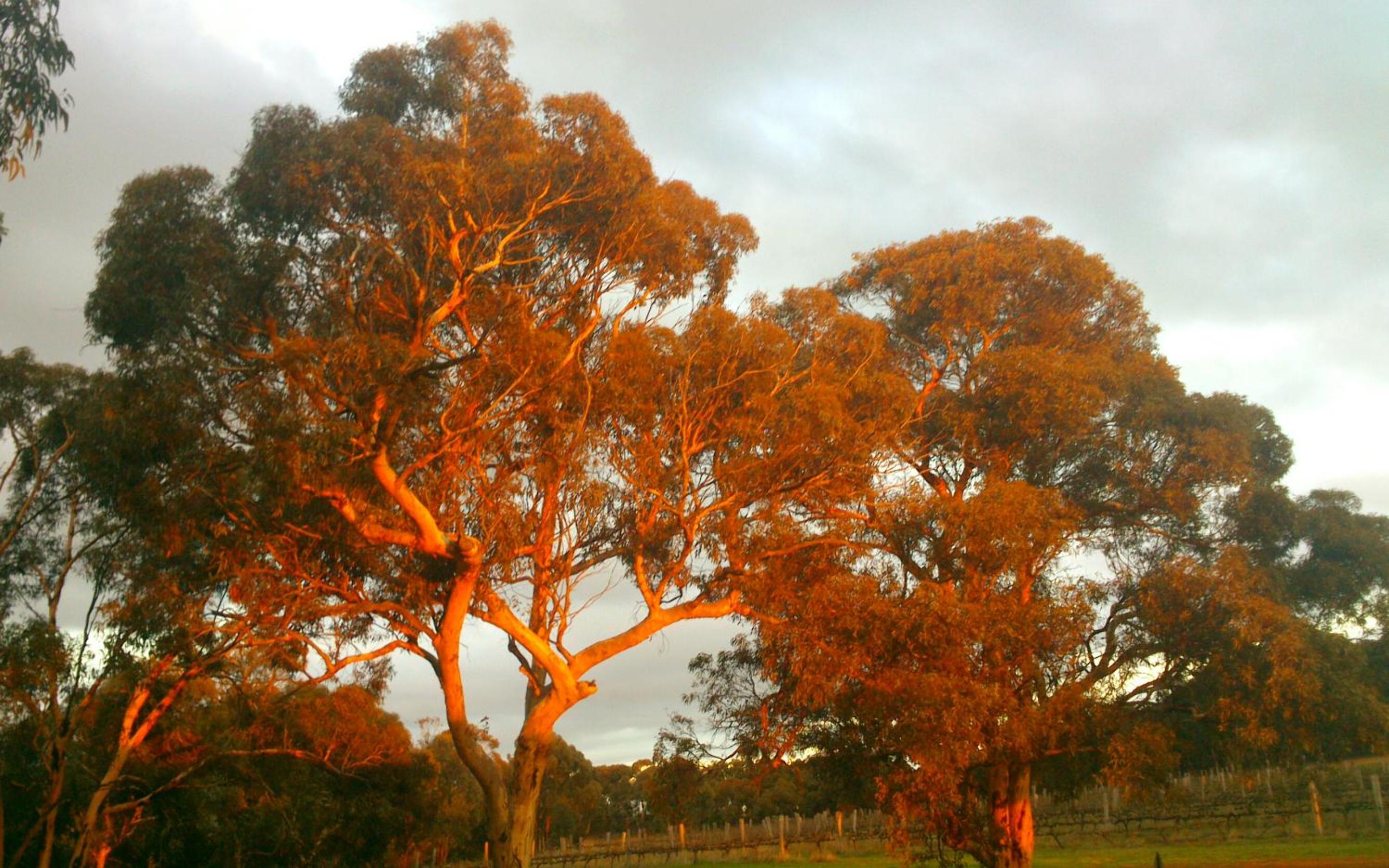 Hotham Ridge Estate