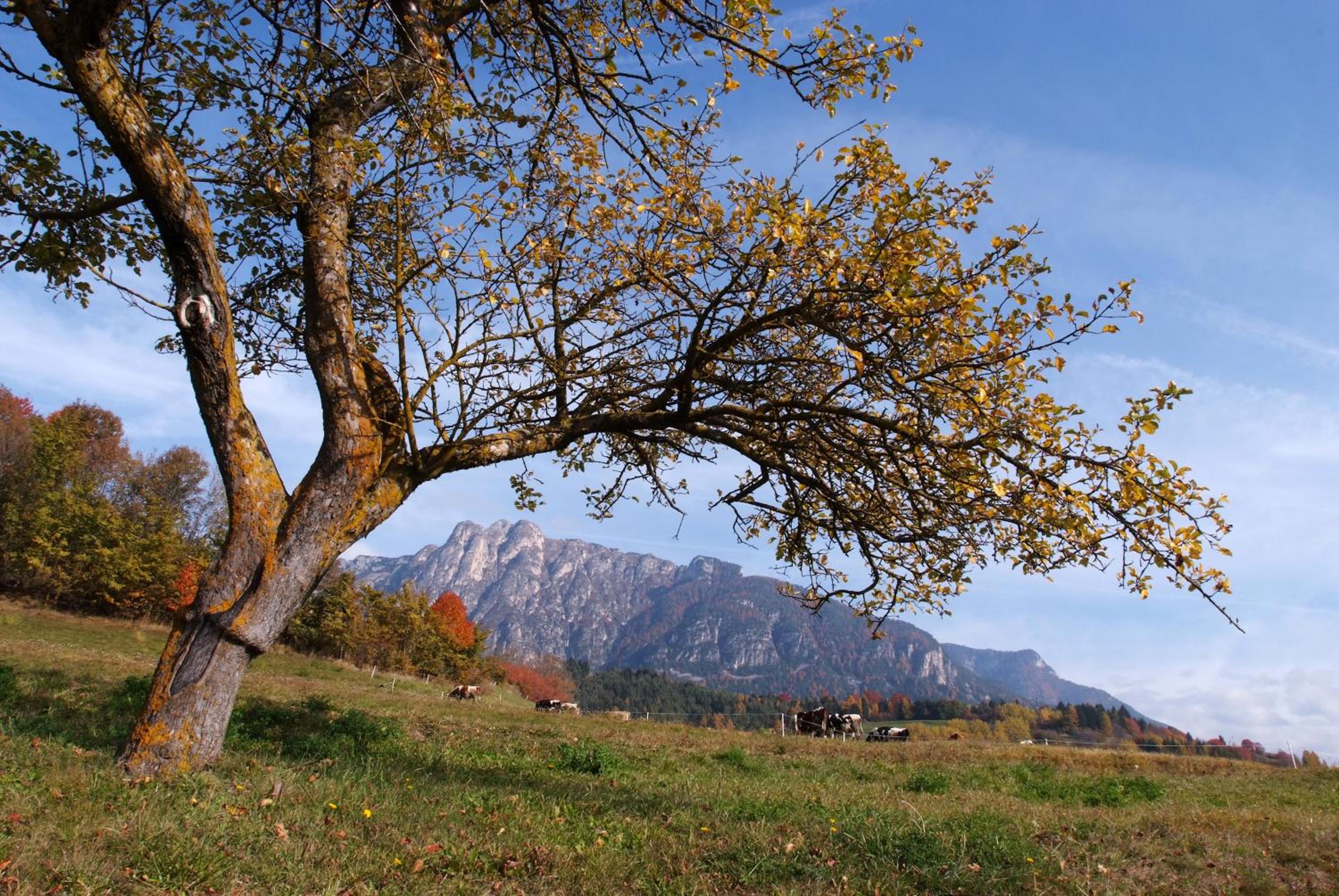 Agritur Maso Chemela