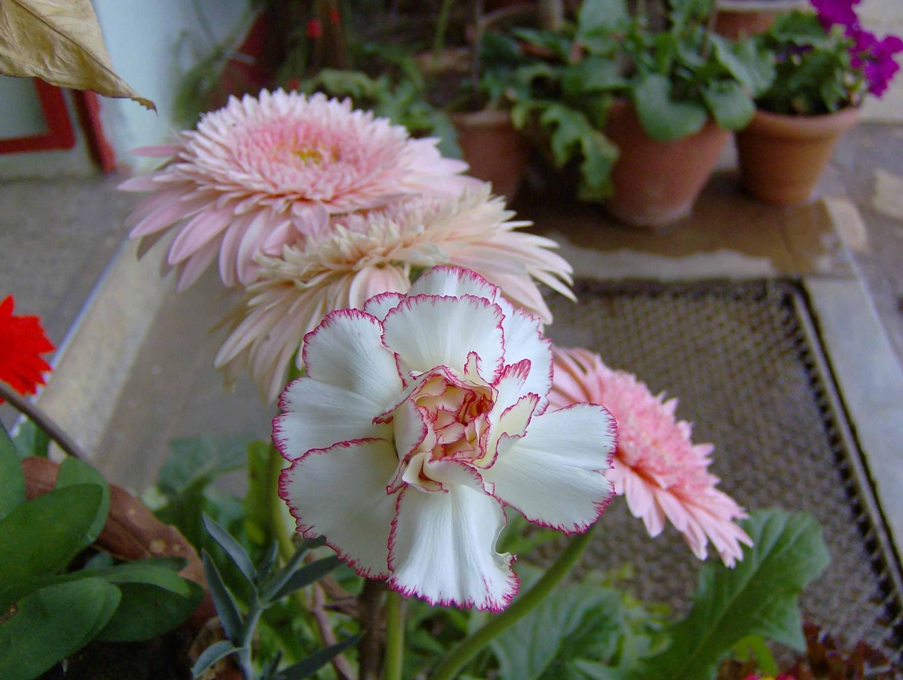 Photo 42
