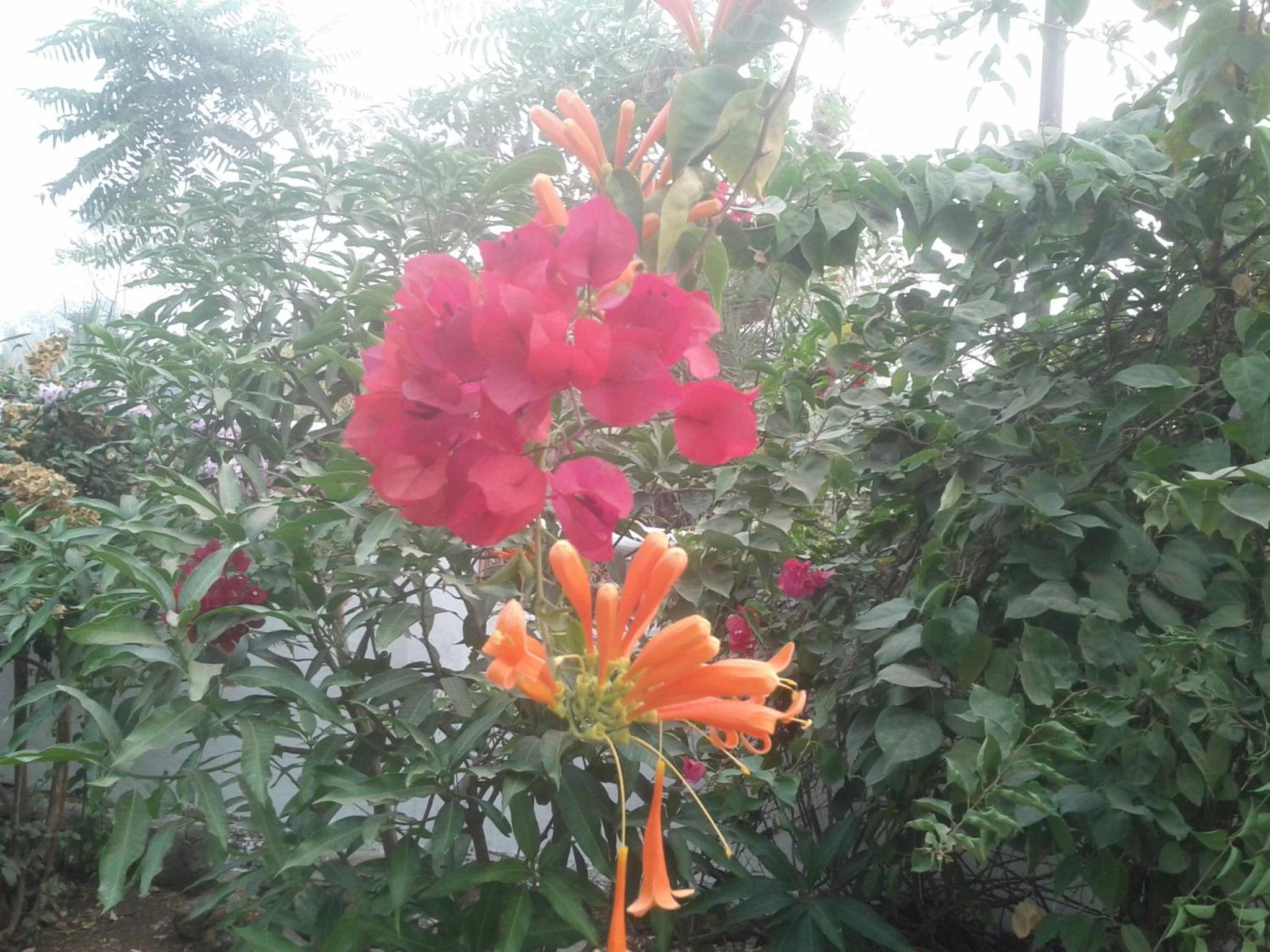 Photo 44