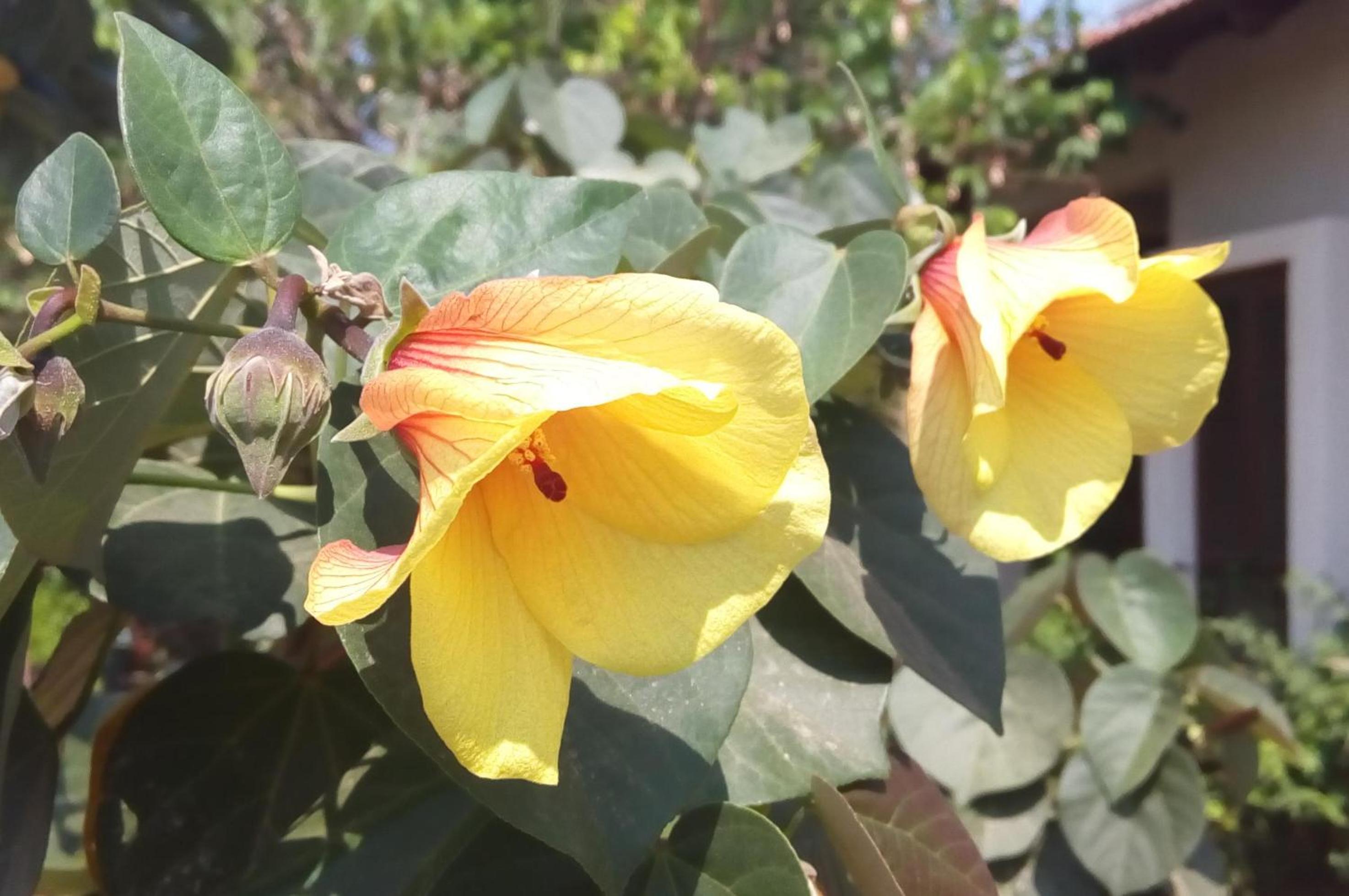 Like Home Gedera