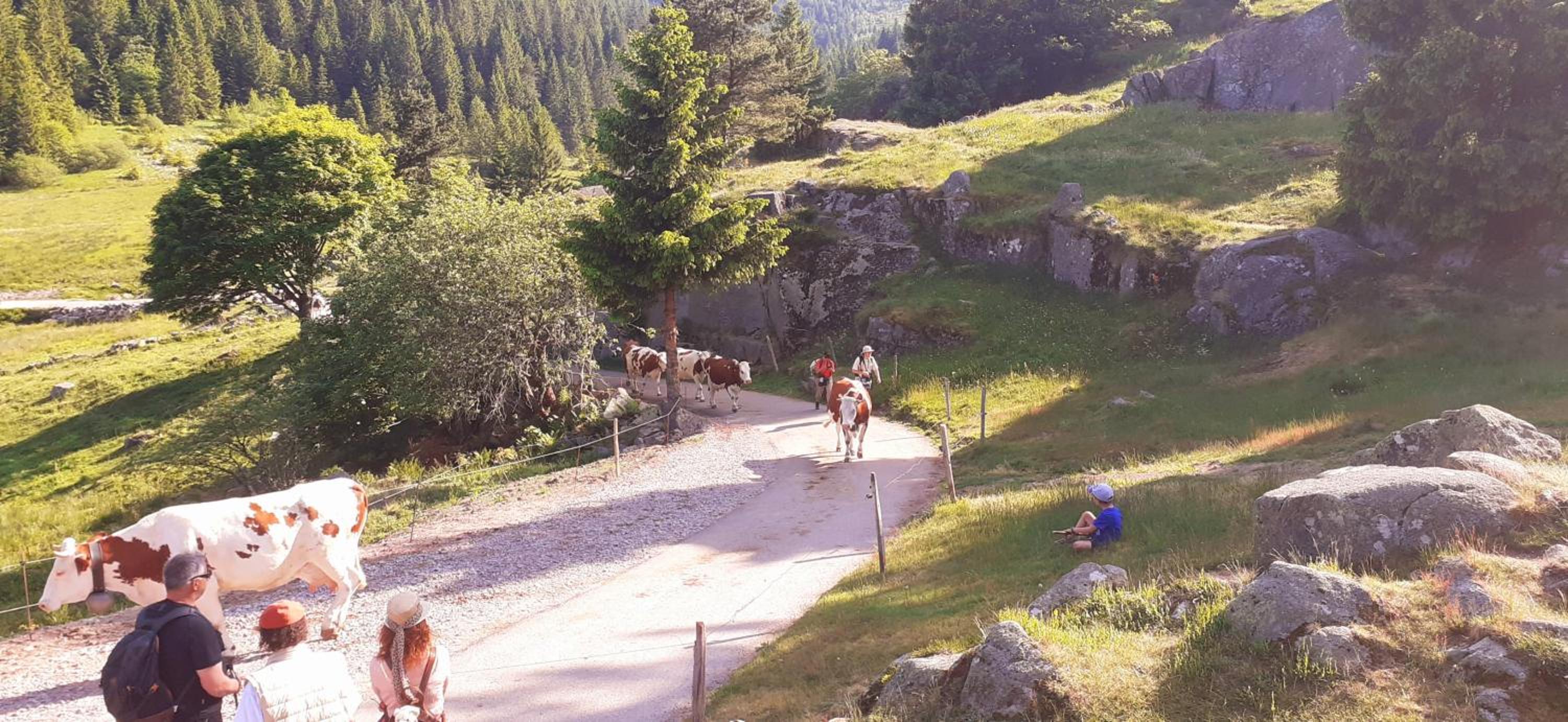 MUNSTER camping de la FECHT, photo 47
