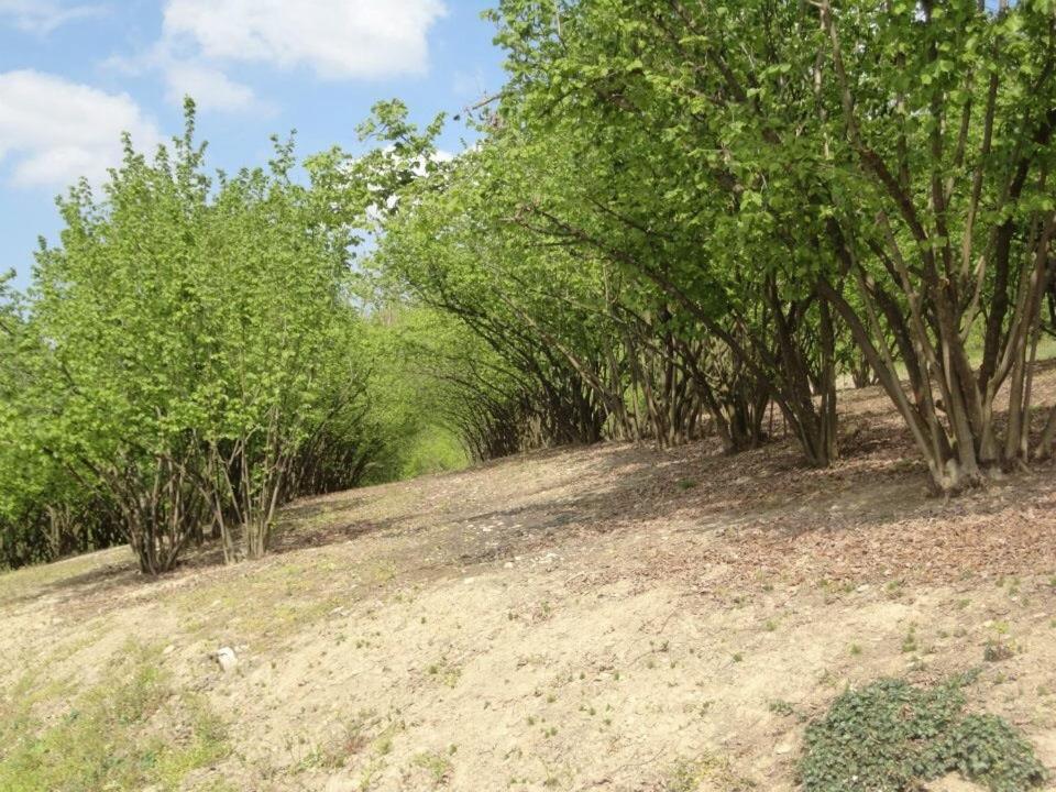 Photo 27