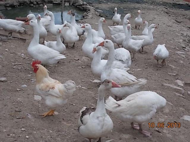 Photo 32