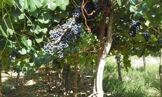 Las Tinajas de San Carlos