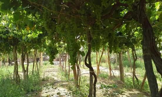 Las Tinajas de San Carlos