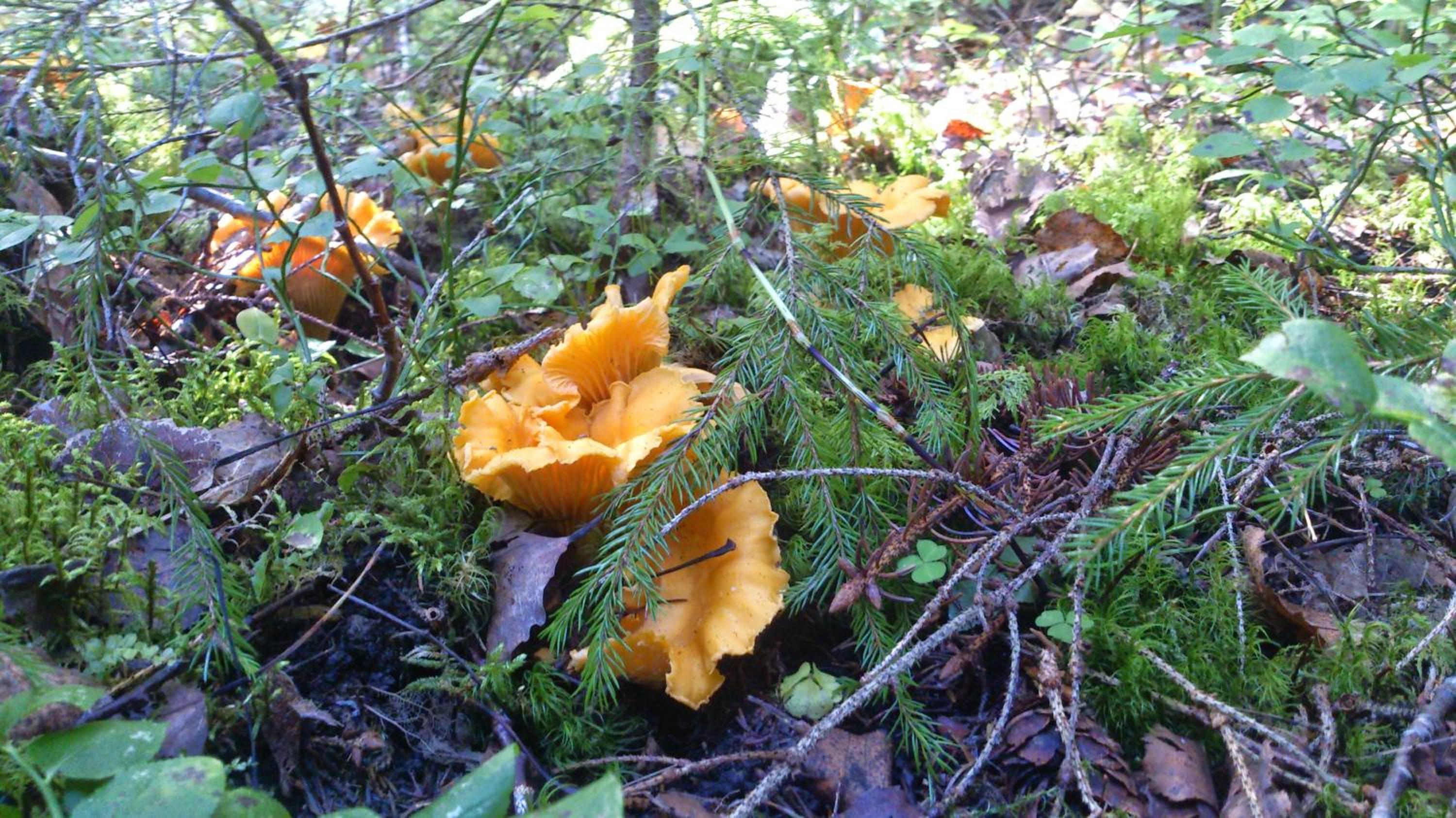 Photo 46