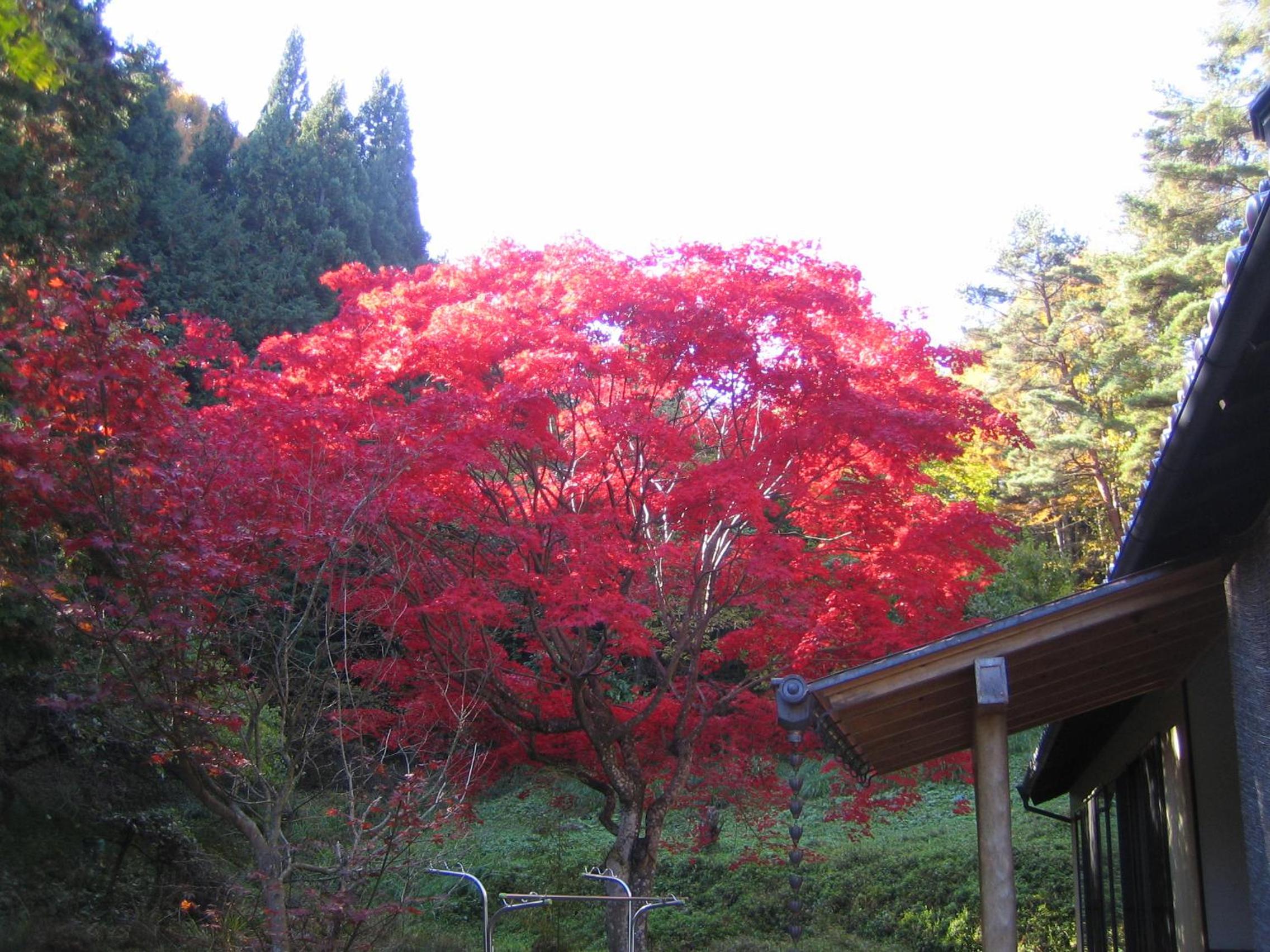 Anzuan Nishida