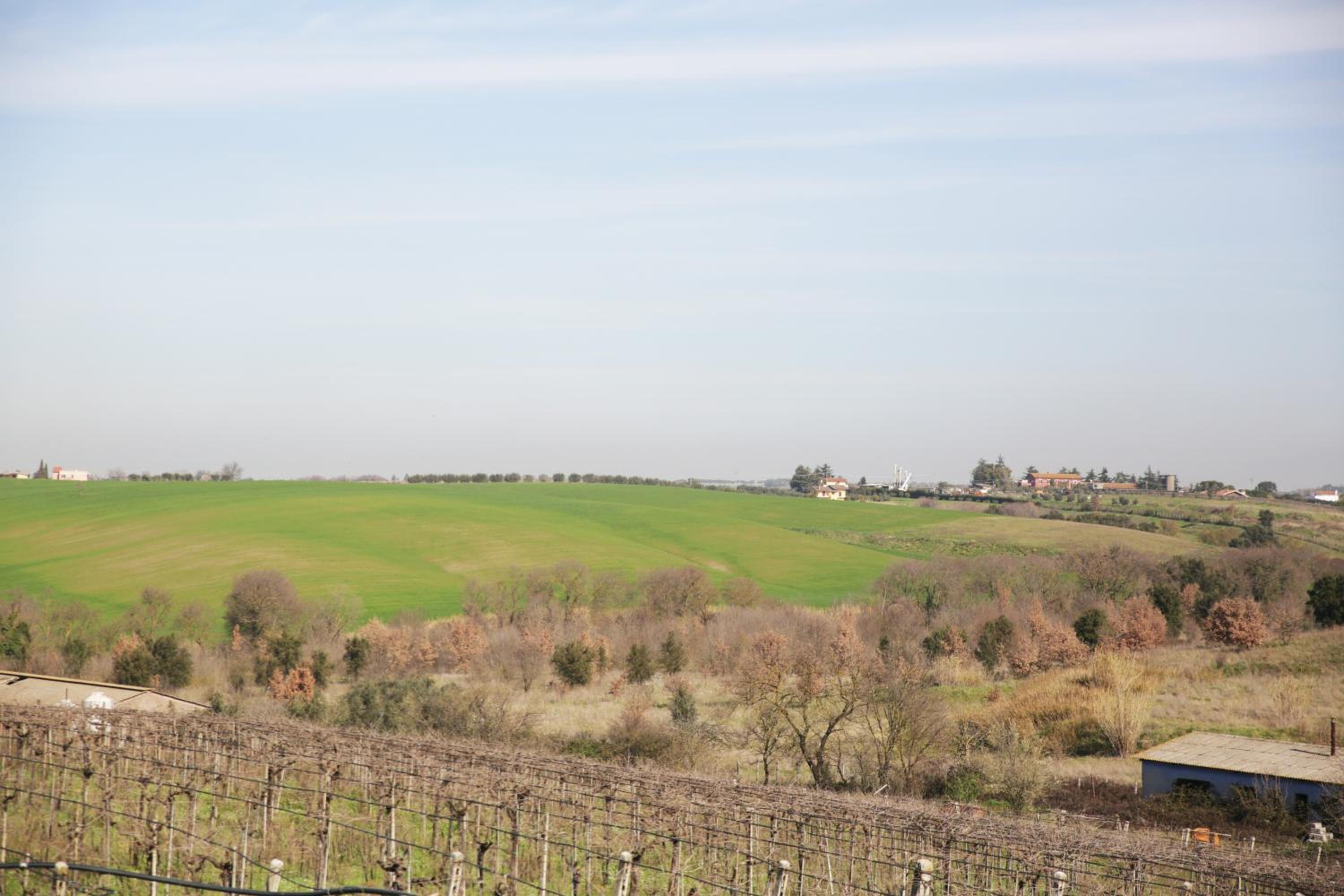 Grappoli di Sole