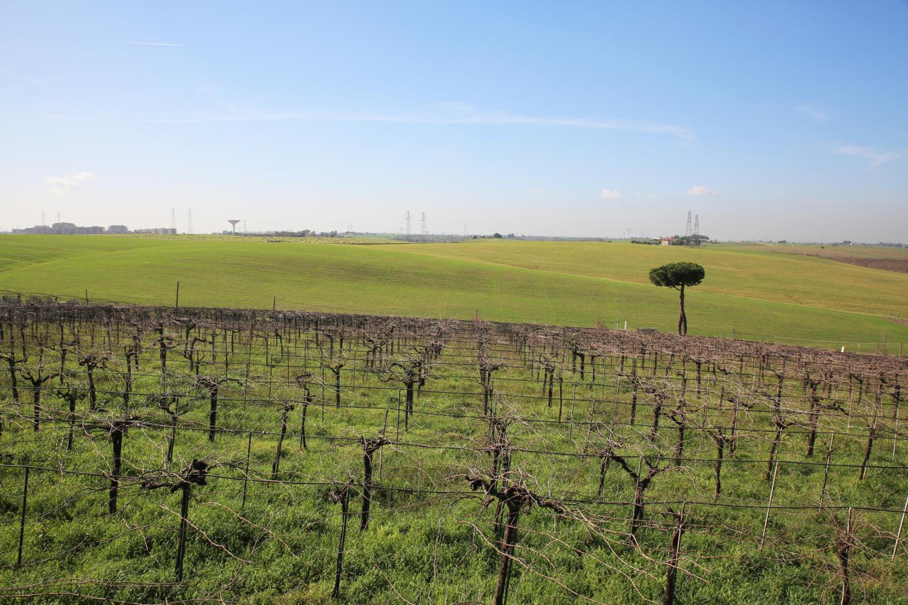 Grappoli di Sole
