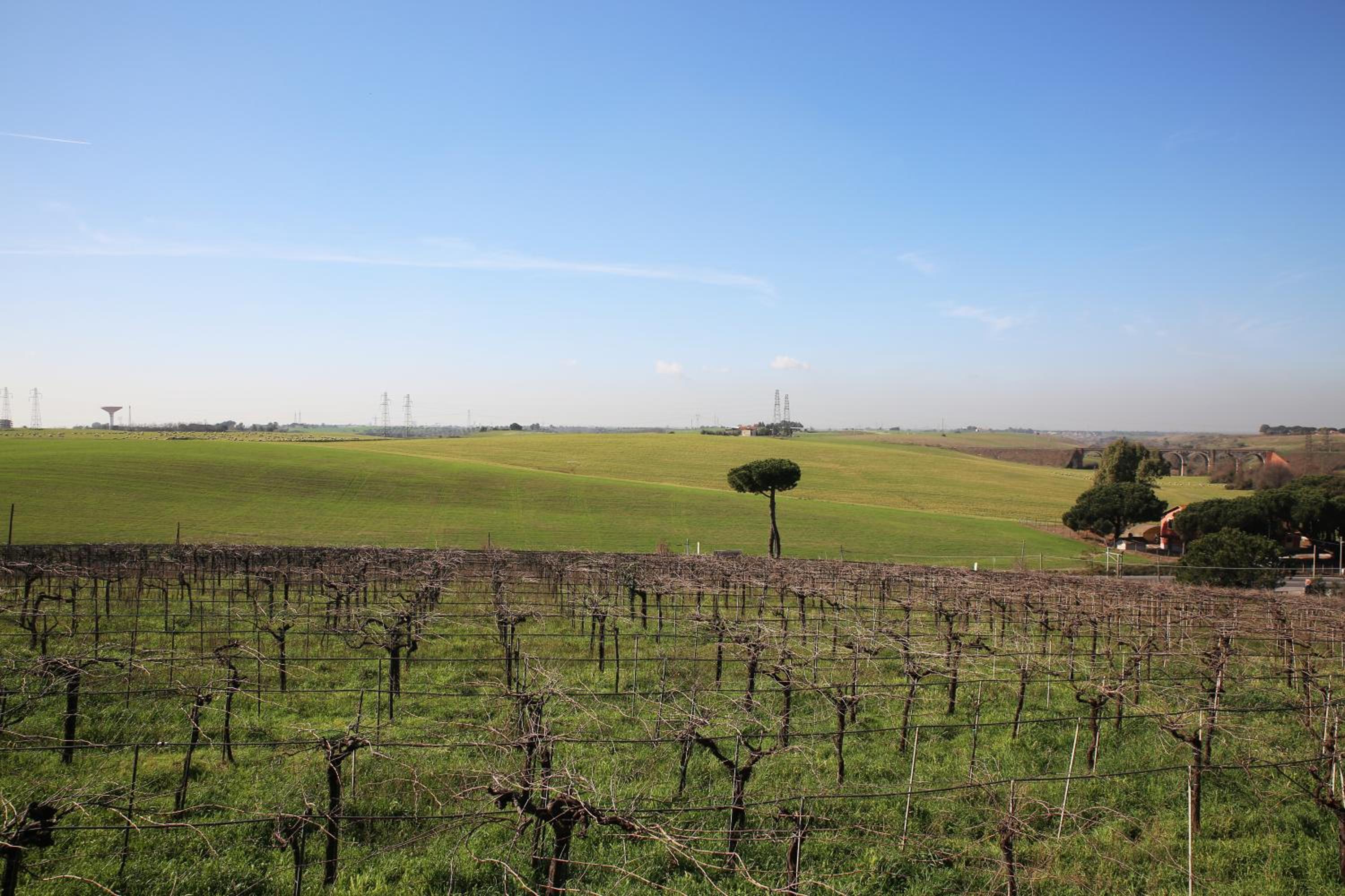 Grappoli di Sole