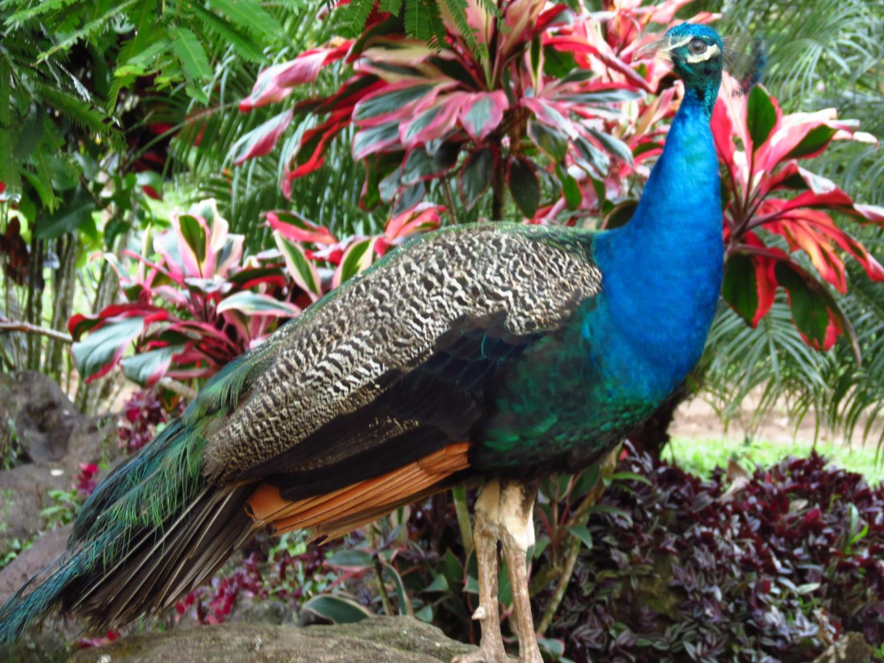 Vocaré Finca Agroecológica