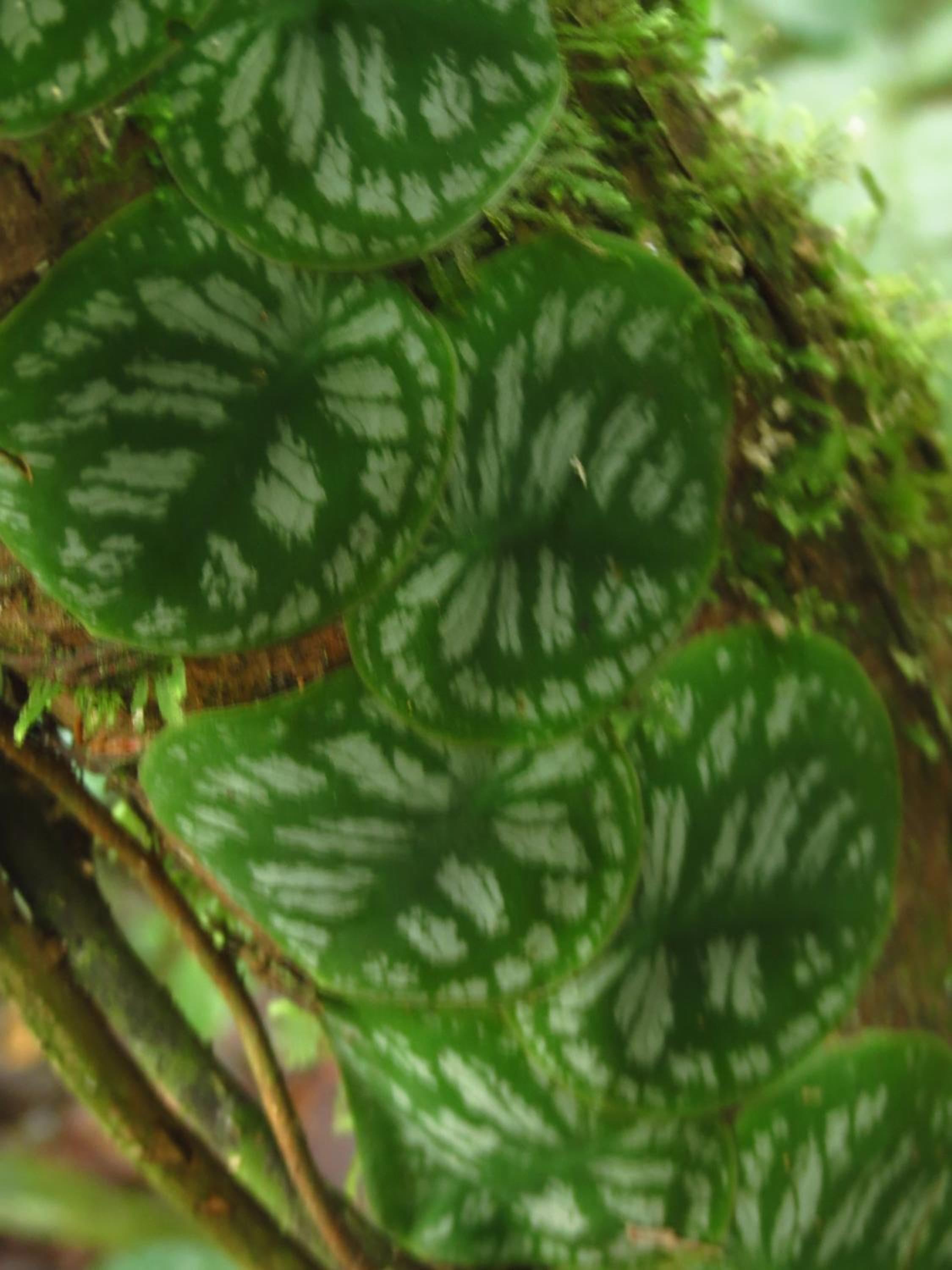 Vocaré Finca Agroecológica