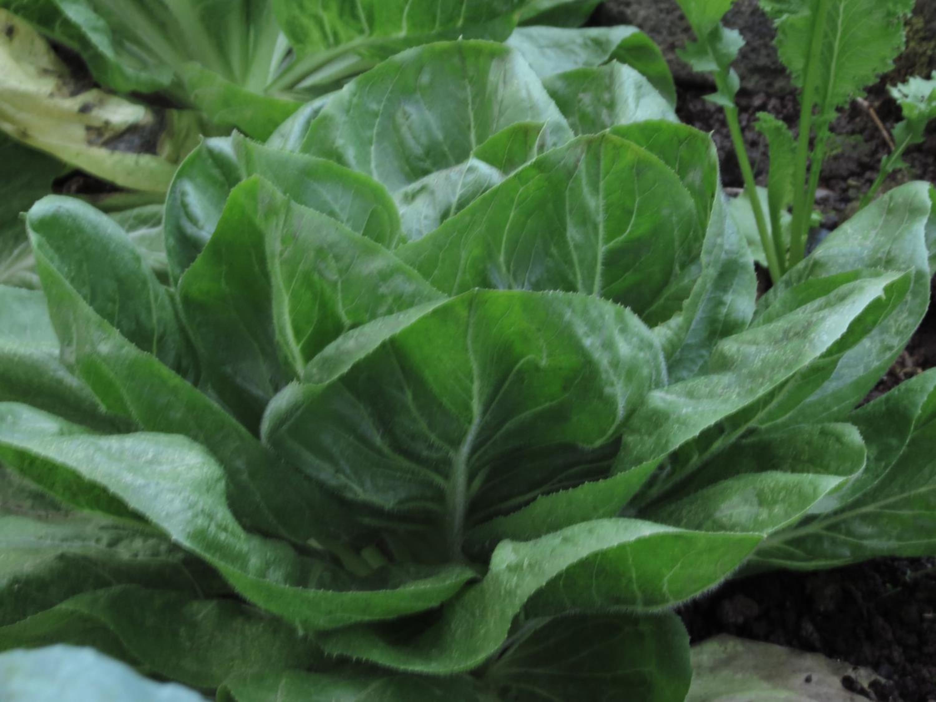 Vocaré Finca Agroecológica