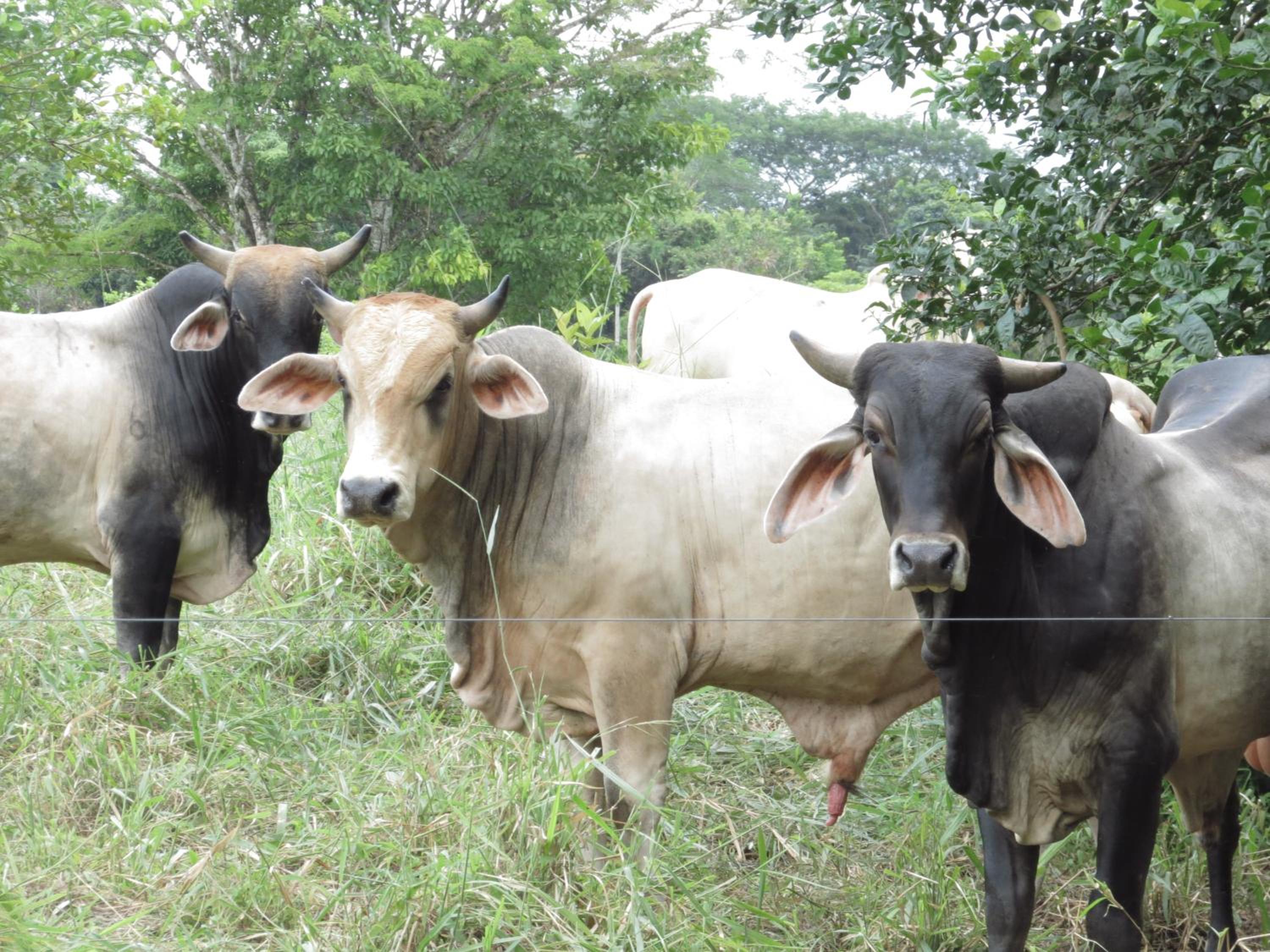 Vocaré Finca Agroecológica