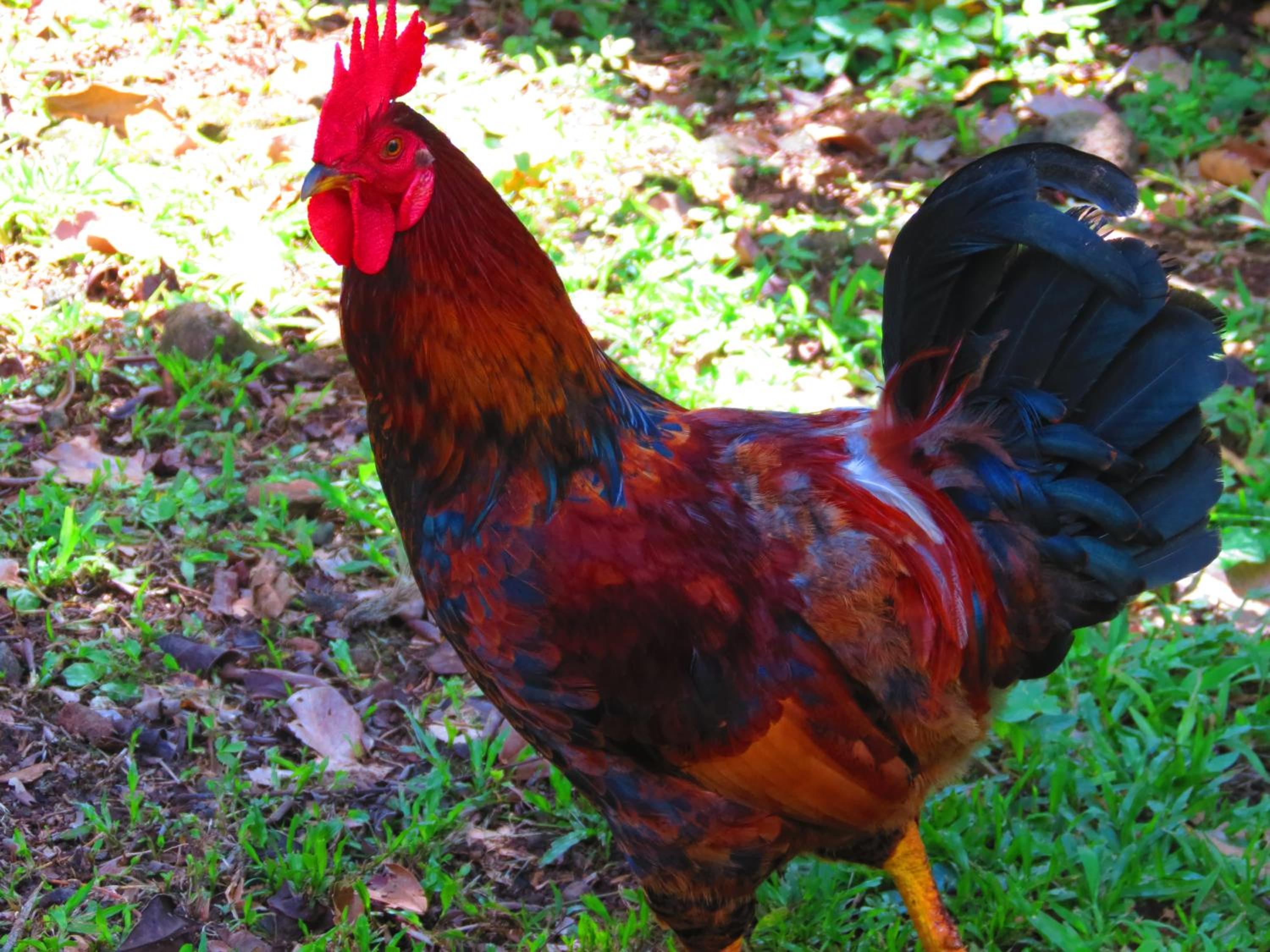 Vocaré Finca Agroecológica