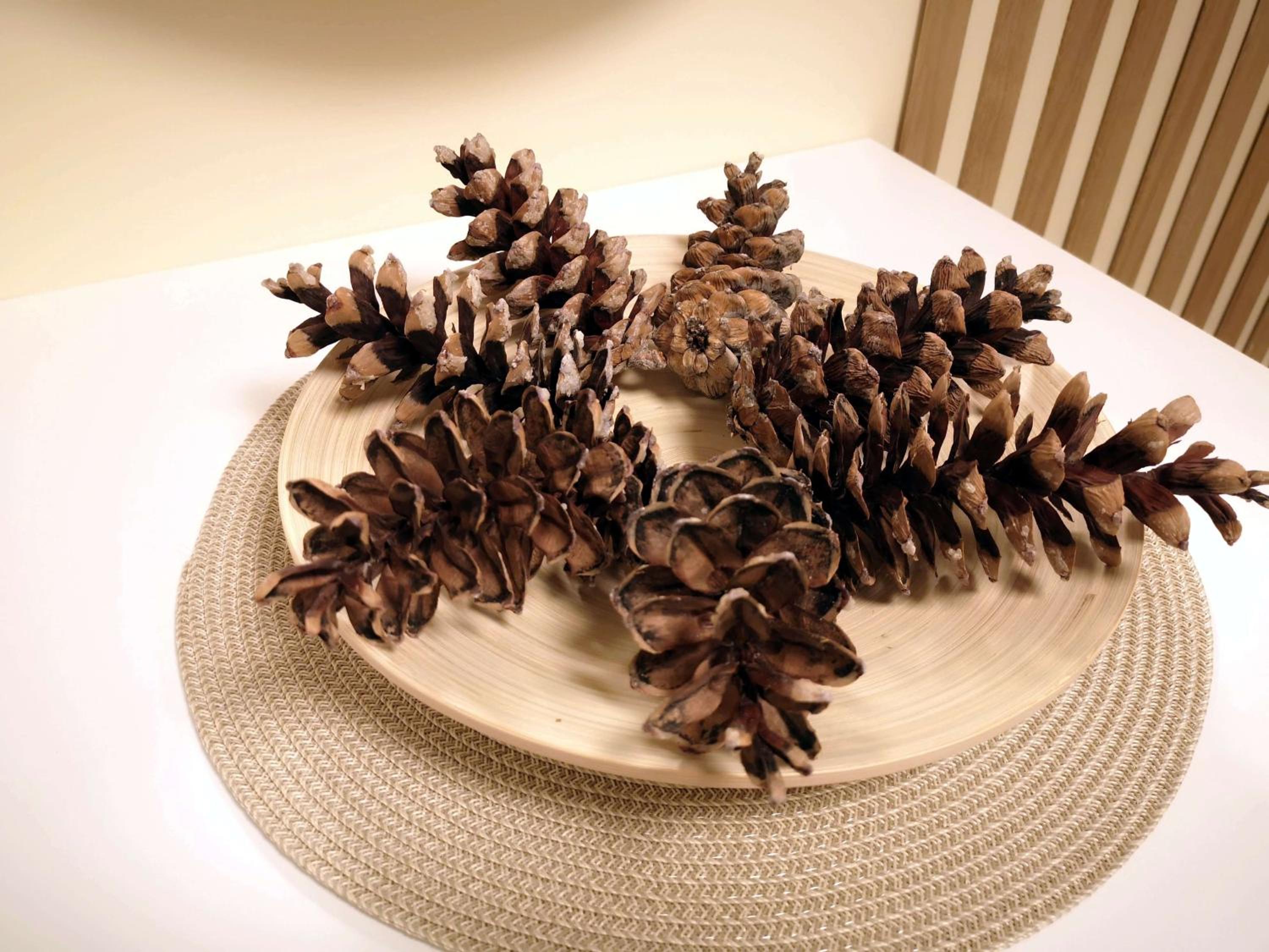 Pine Cone Apartment
