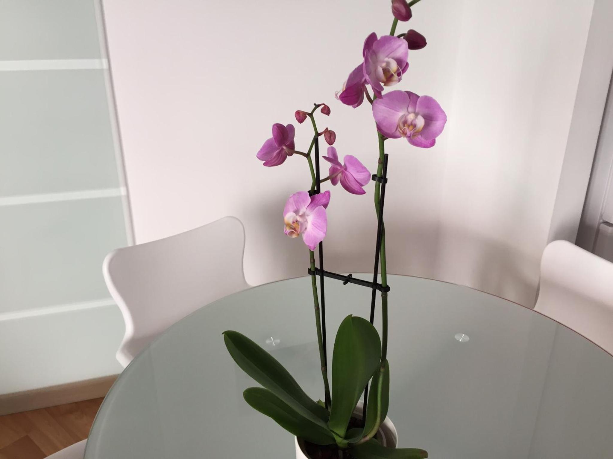 Residencial Suites Valldemossa - Turismo de Interior