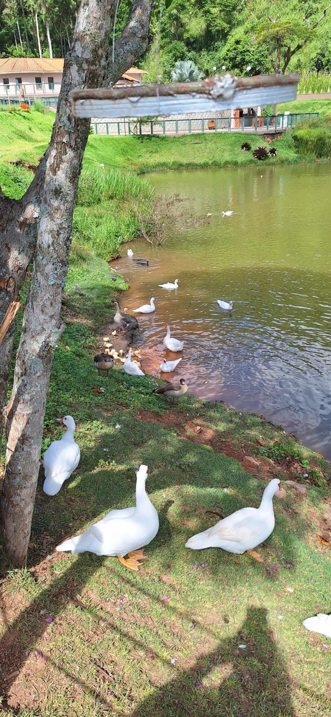 Lugar de paz em Itaipava