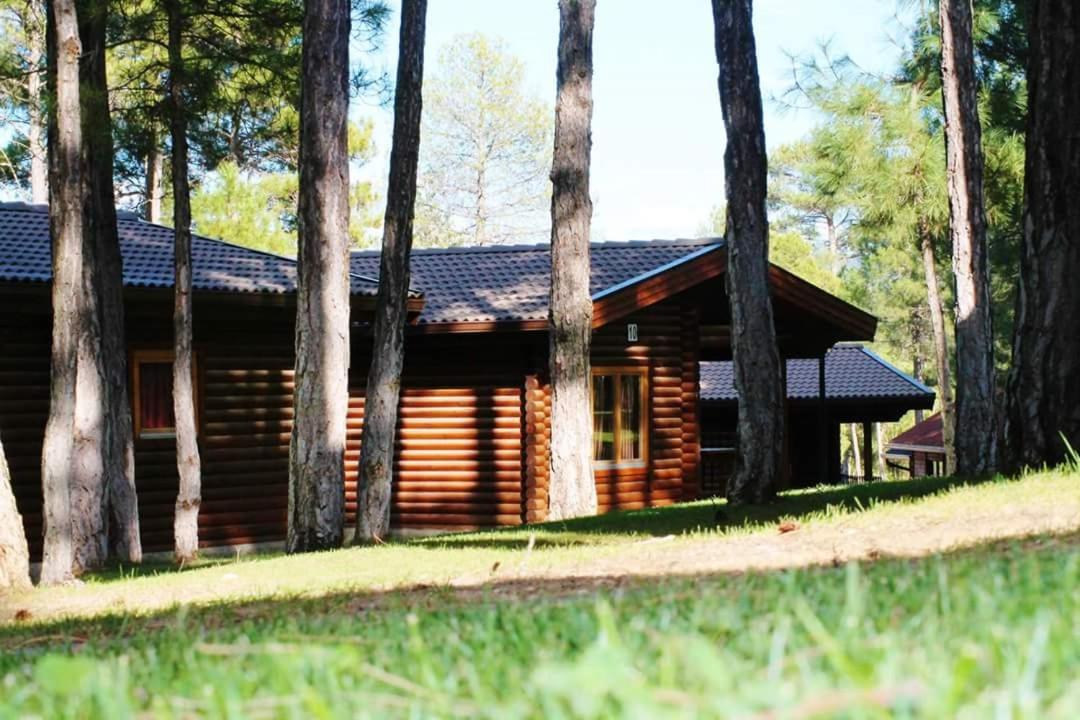 Photo 41
