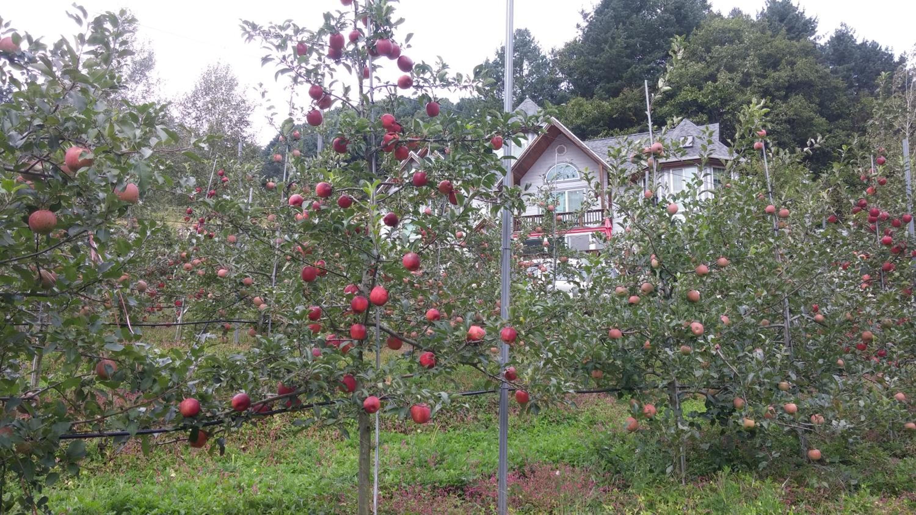 Happy Dream Pension, 평창군 - 10